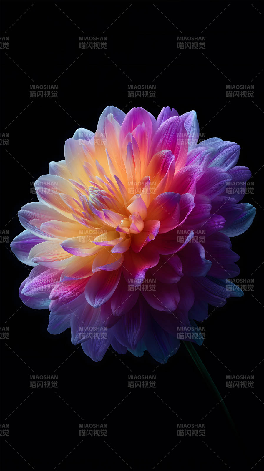 絢麗奪目的花朵綻放-圖片