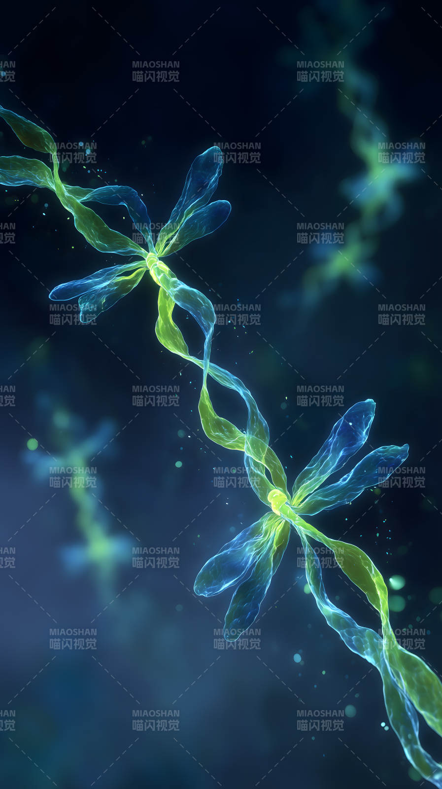 梦幻水母生物结构-图片