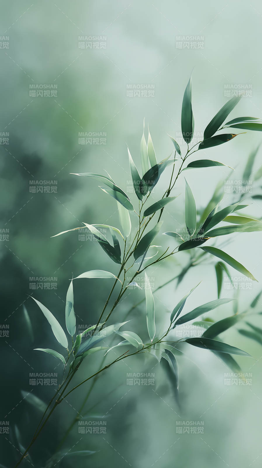 竹叶清幽绿意盎然-图片