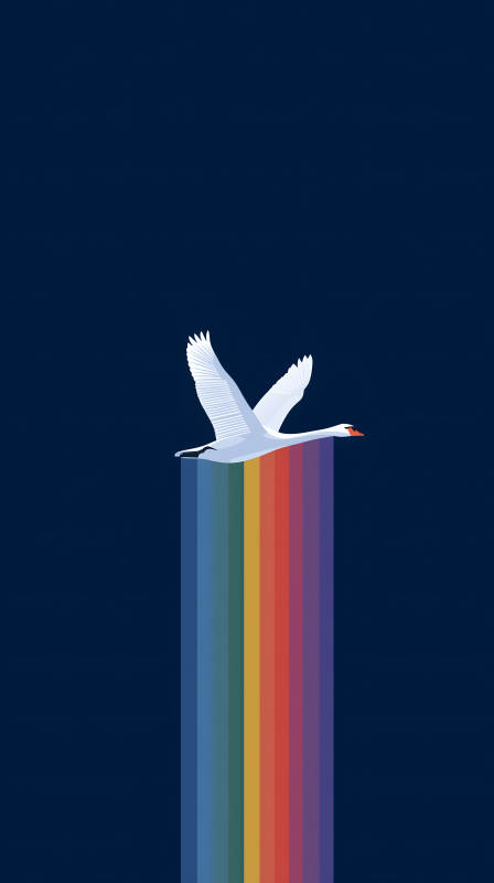 白鳥彩虹沖天-圖片