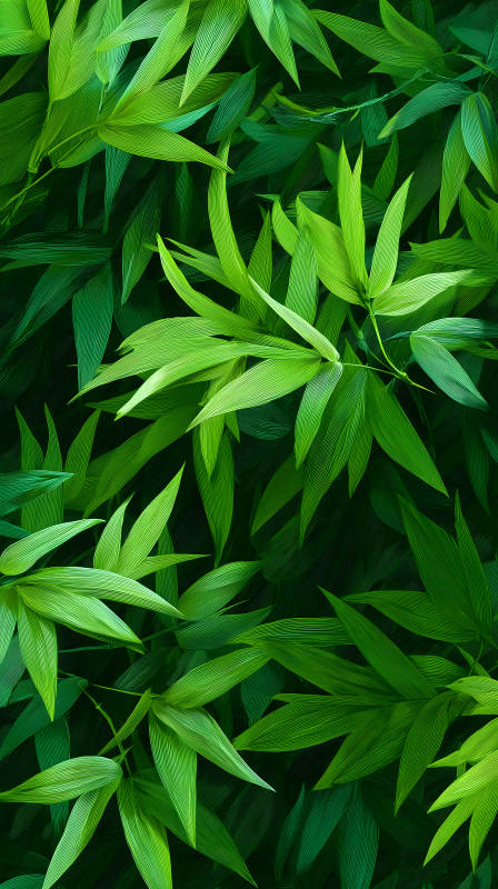 竹葉叢生翠綠滿屏-圖片