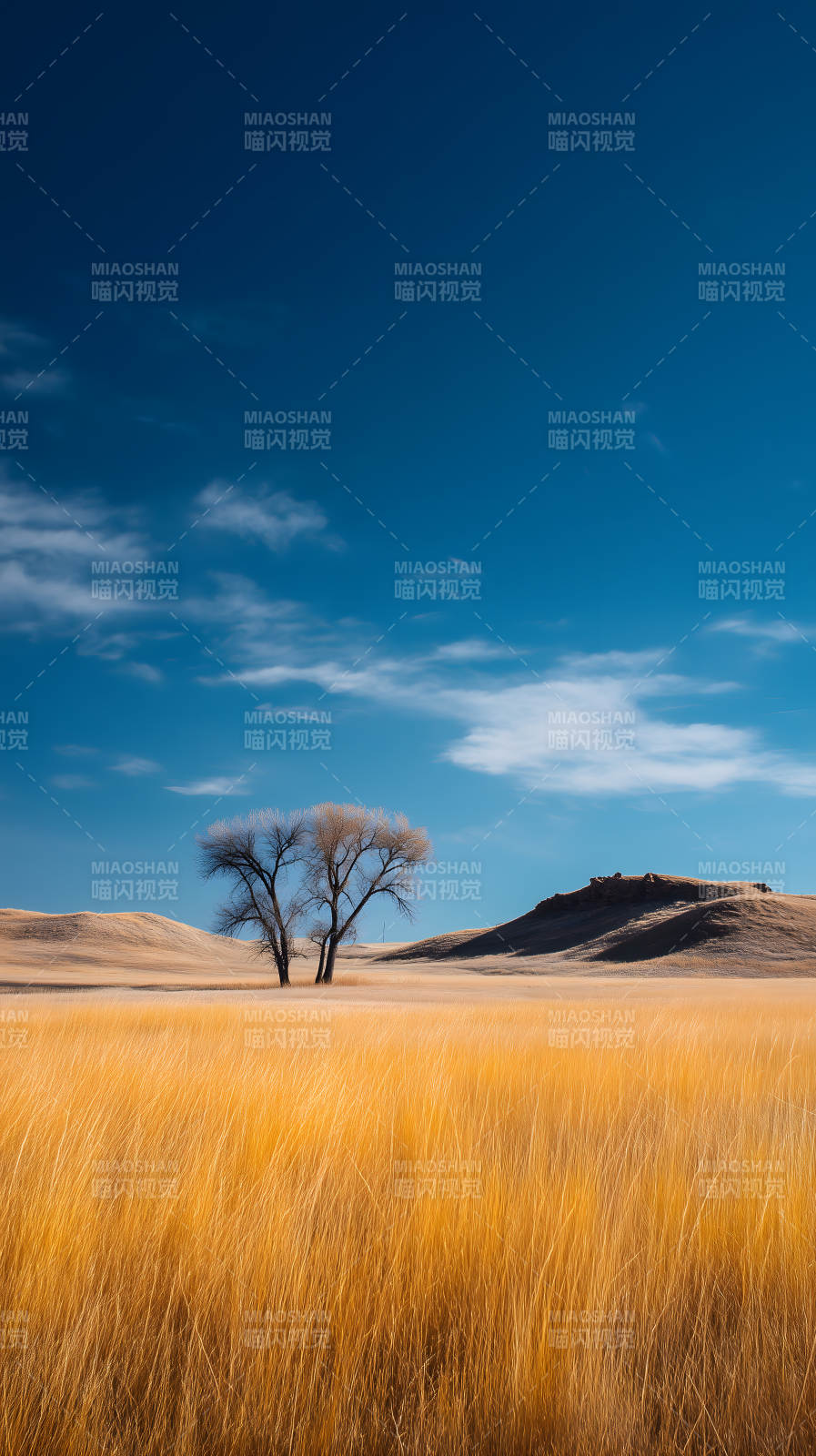 曠野藍天金草地樹-圖片