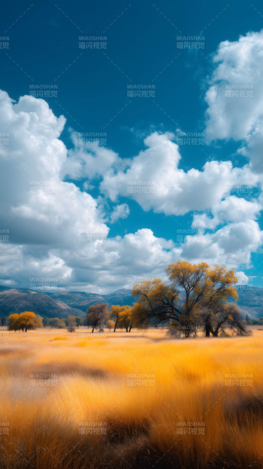 金黃麥田天空晴朗-圖片