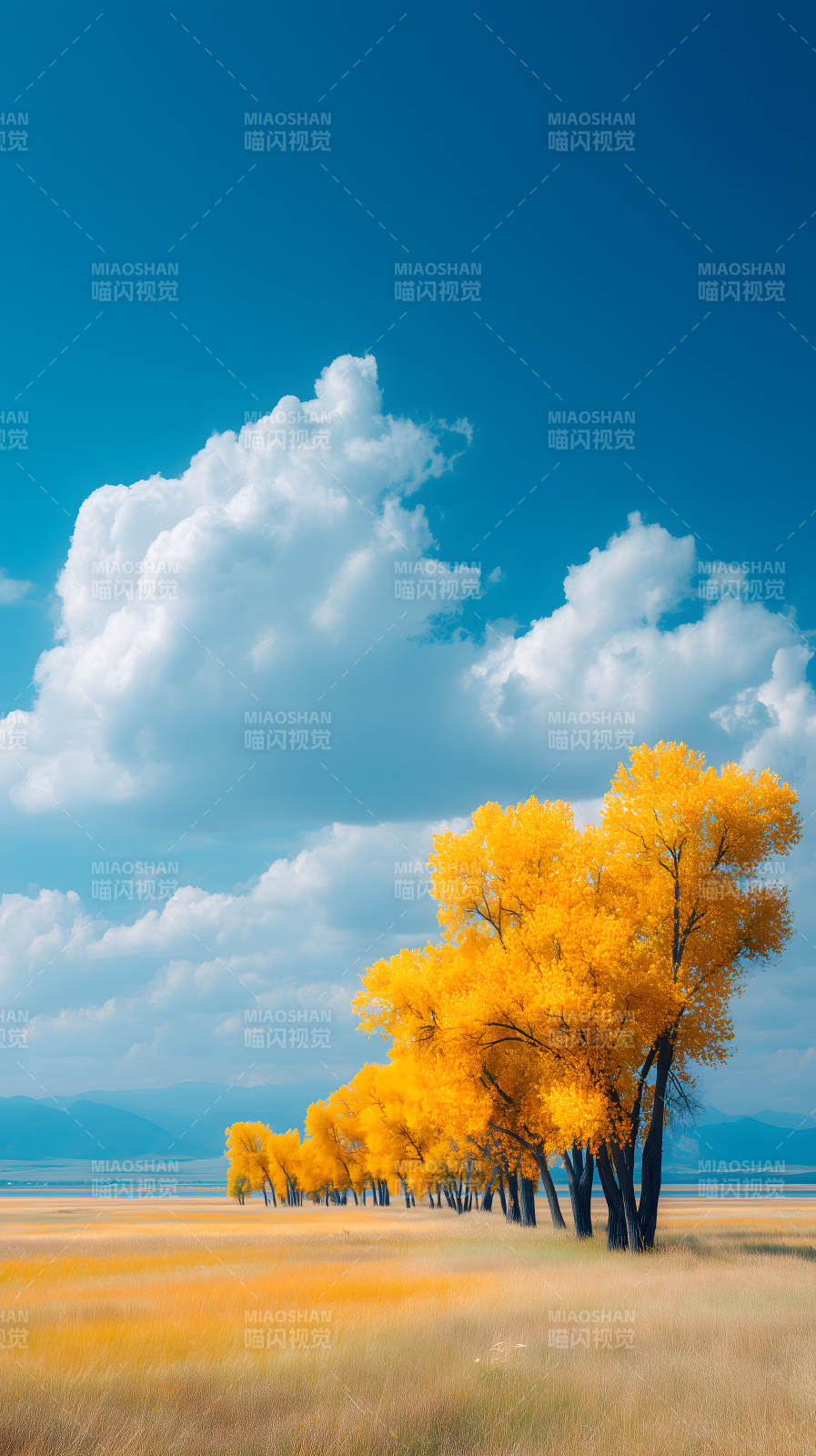 秋日金黃樹林藍天白云-圖片