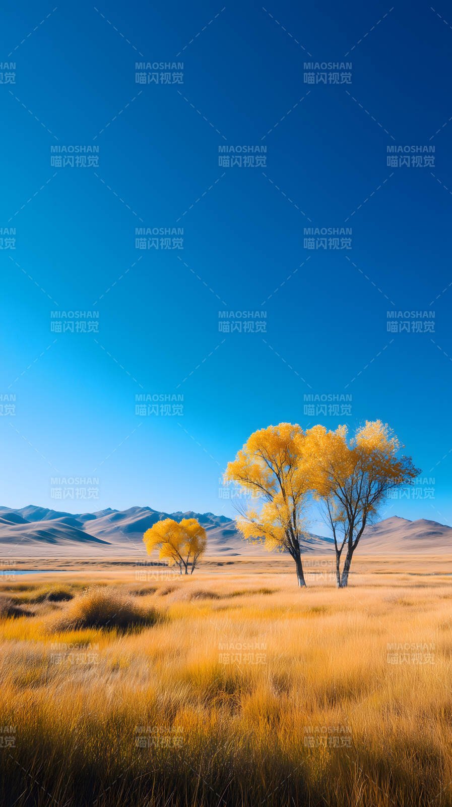 金黃秋色映藍天-圖片