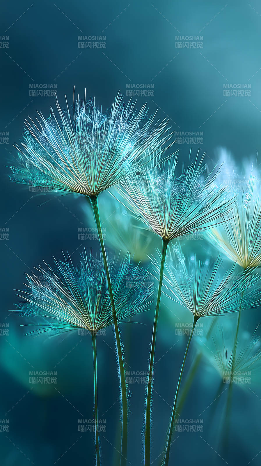 蒲公英绽放的瞬间-图片