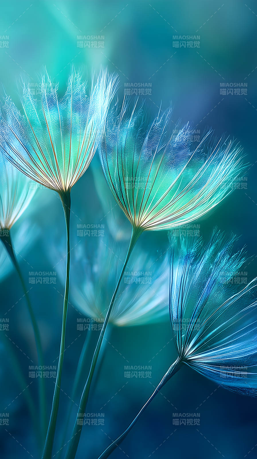 蒲公英梦幻蓝调-图片