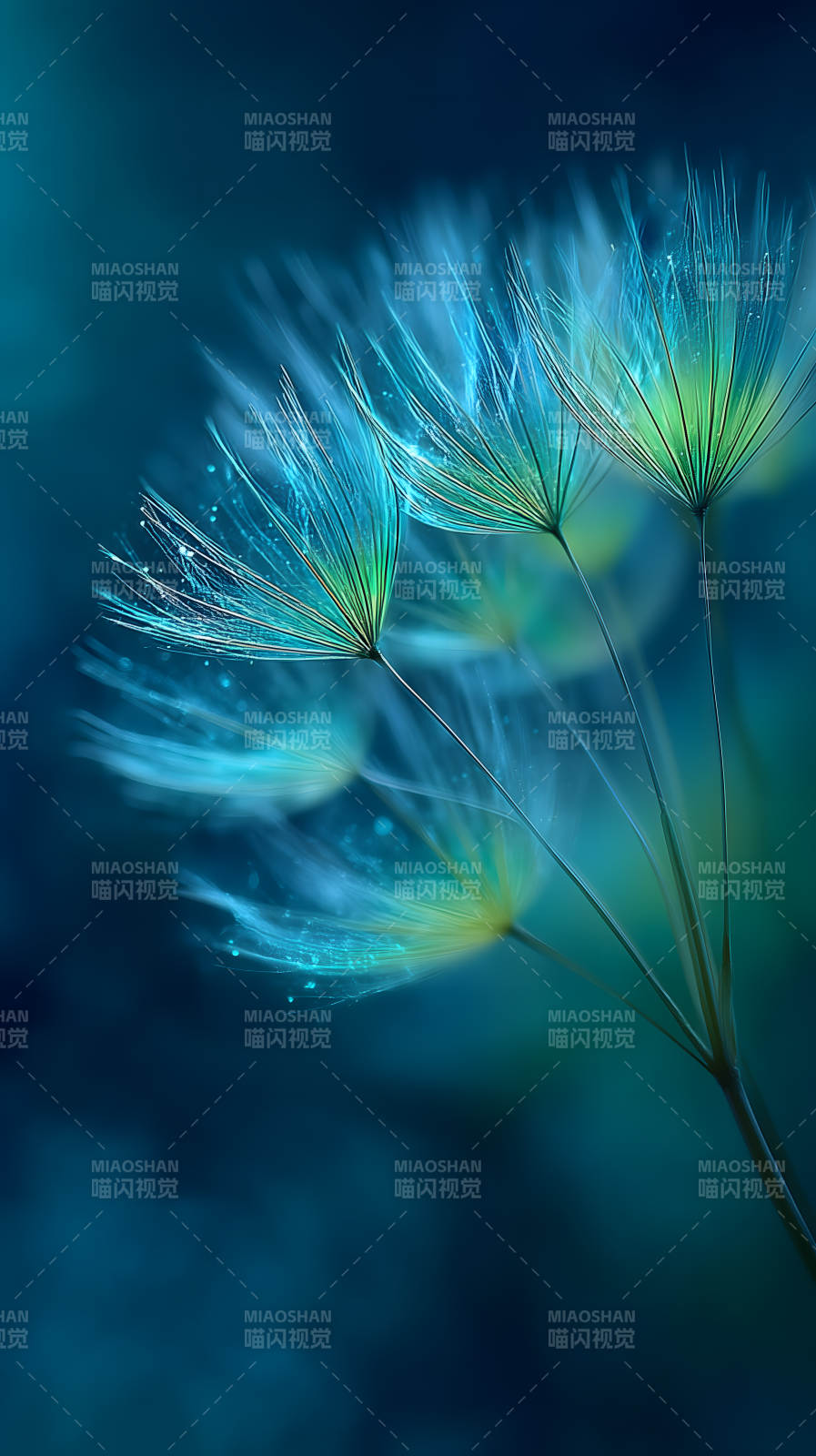 蒲公英梦幻特写意境深远-图片