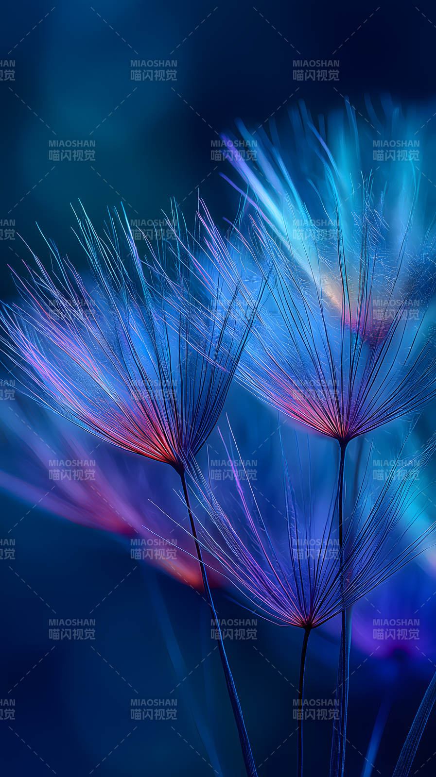 蒲公英蓝色光影-图片