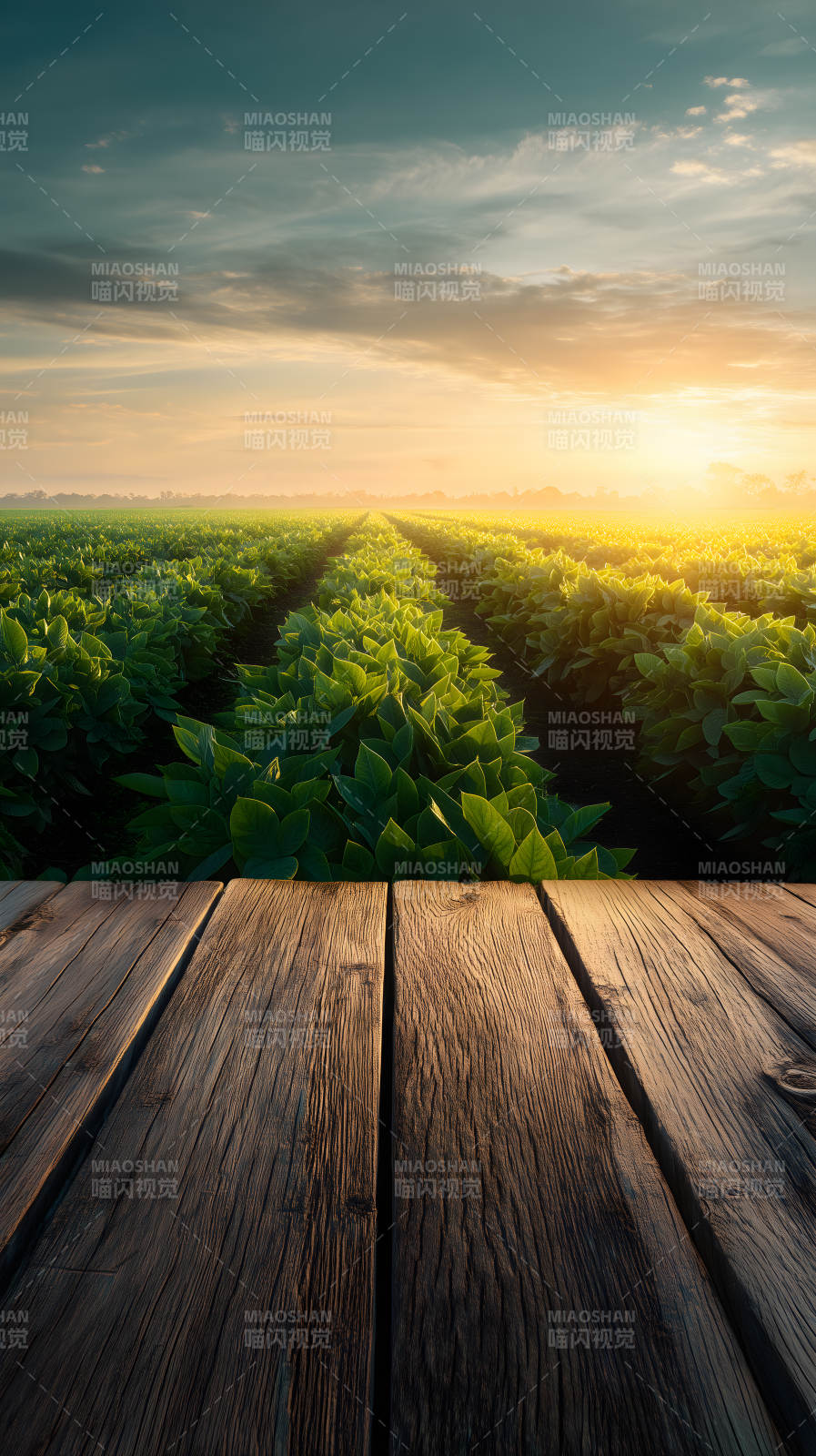 田野日出阳光普照-图片