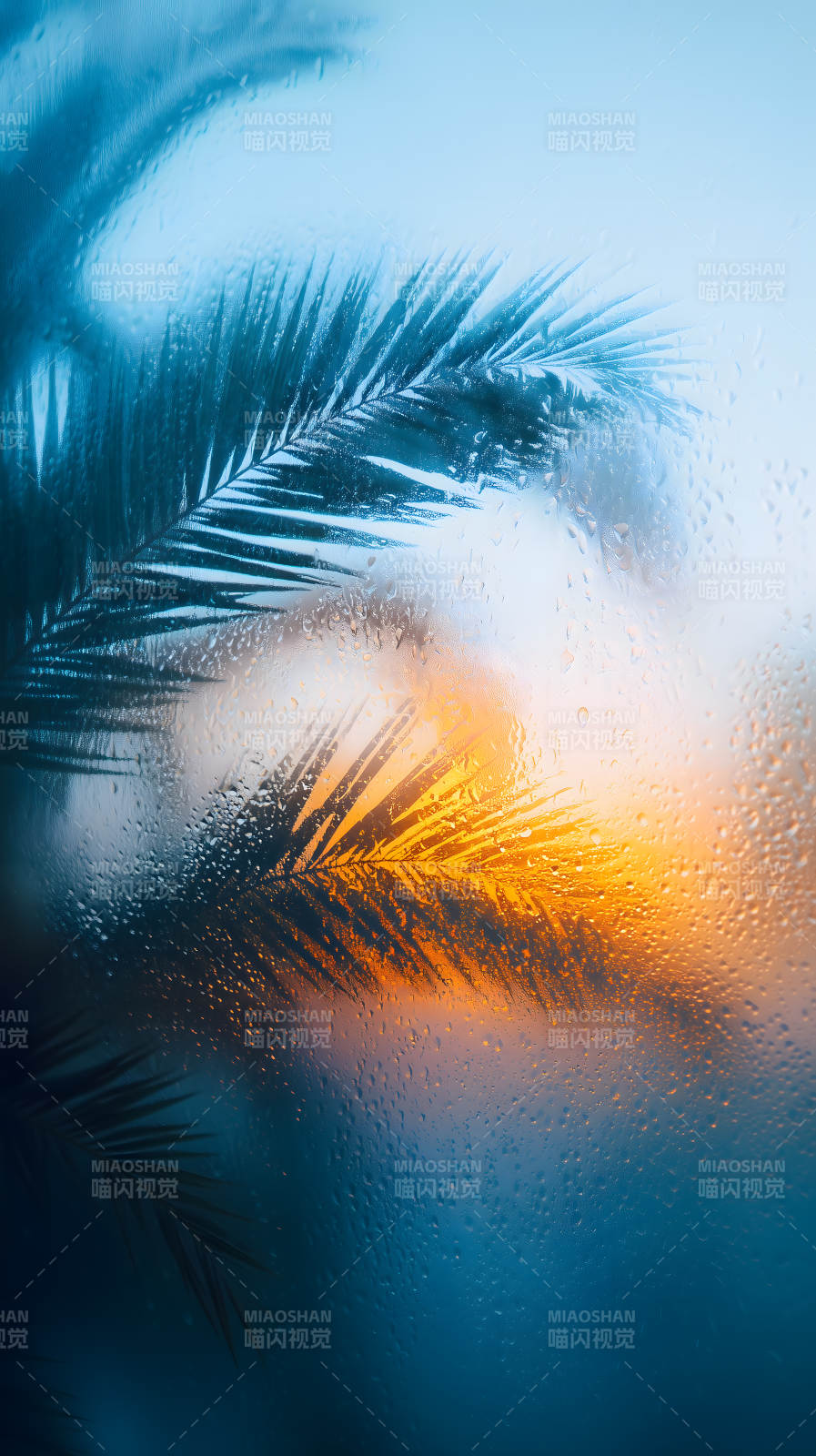 雨中棕榈映日-图片