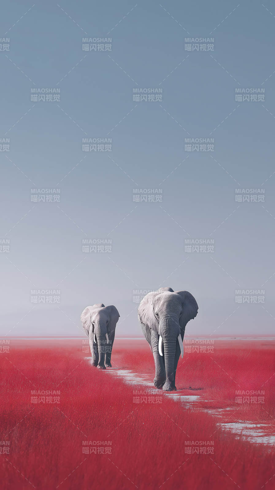 红土地象群行走-图片