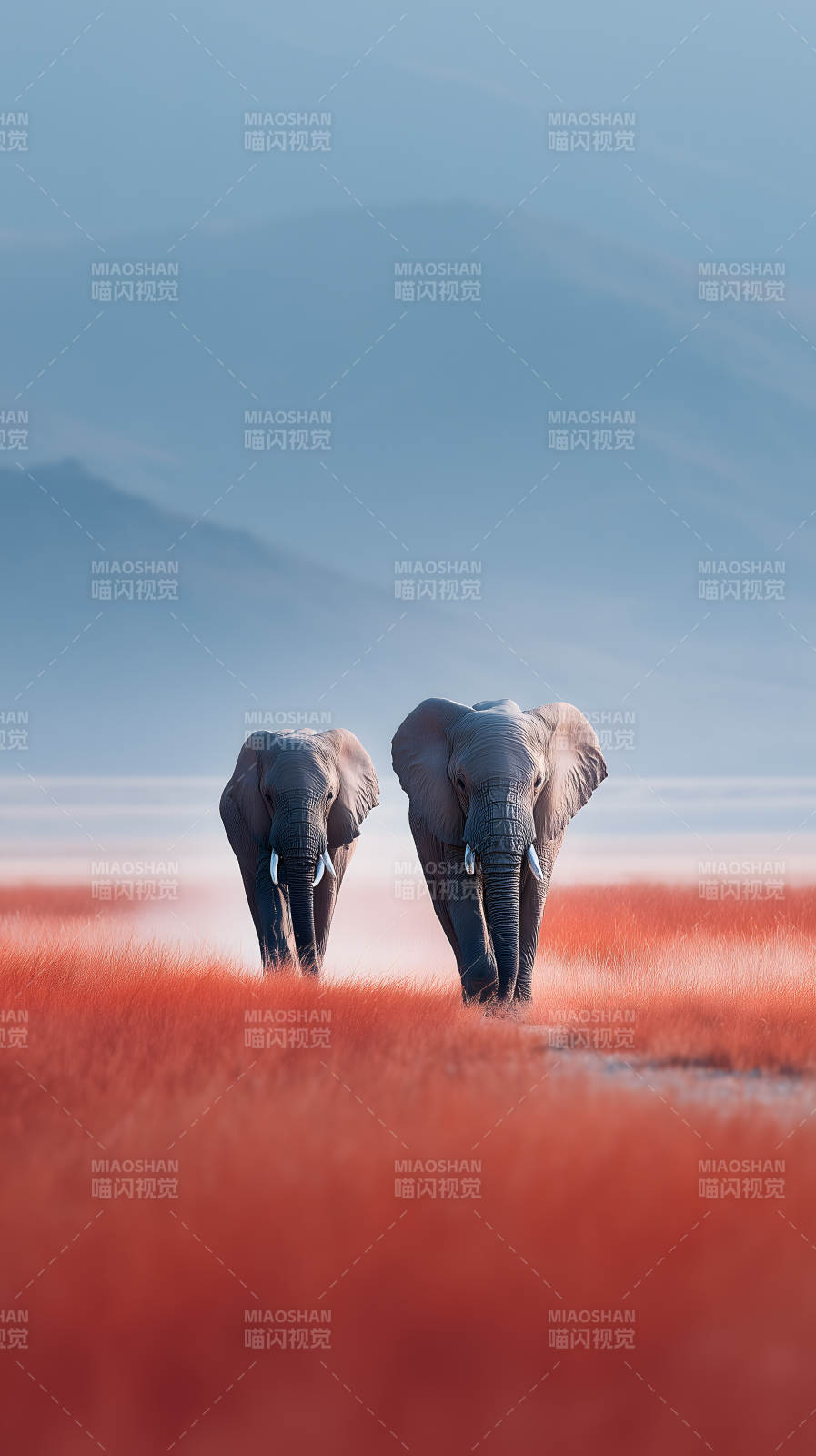 两只大象行走在红色草原上-图片