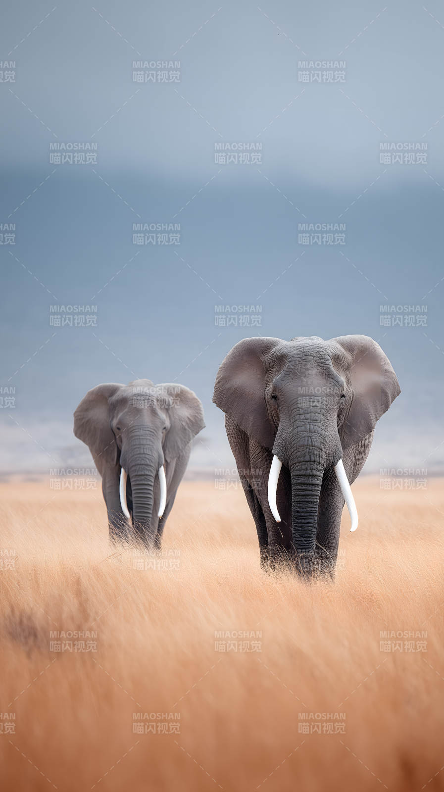 两只大象在草原上漫步-图片