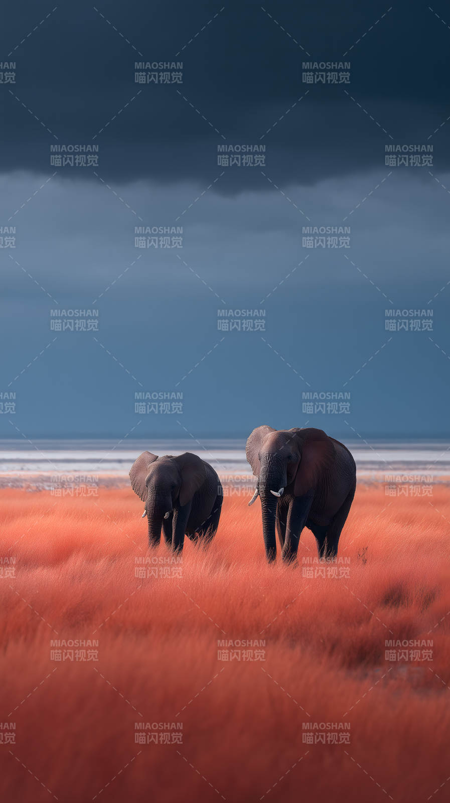 非洲草原上的象群-图片