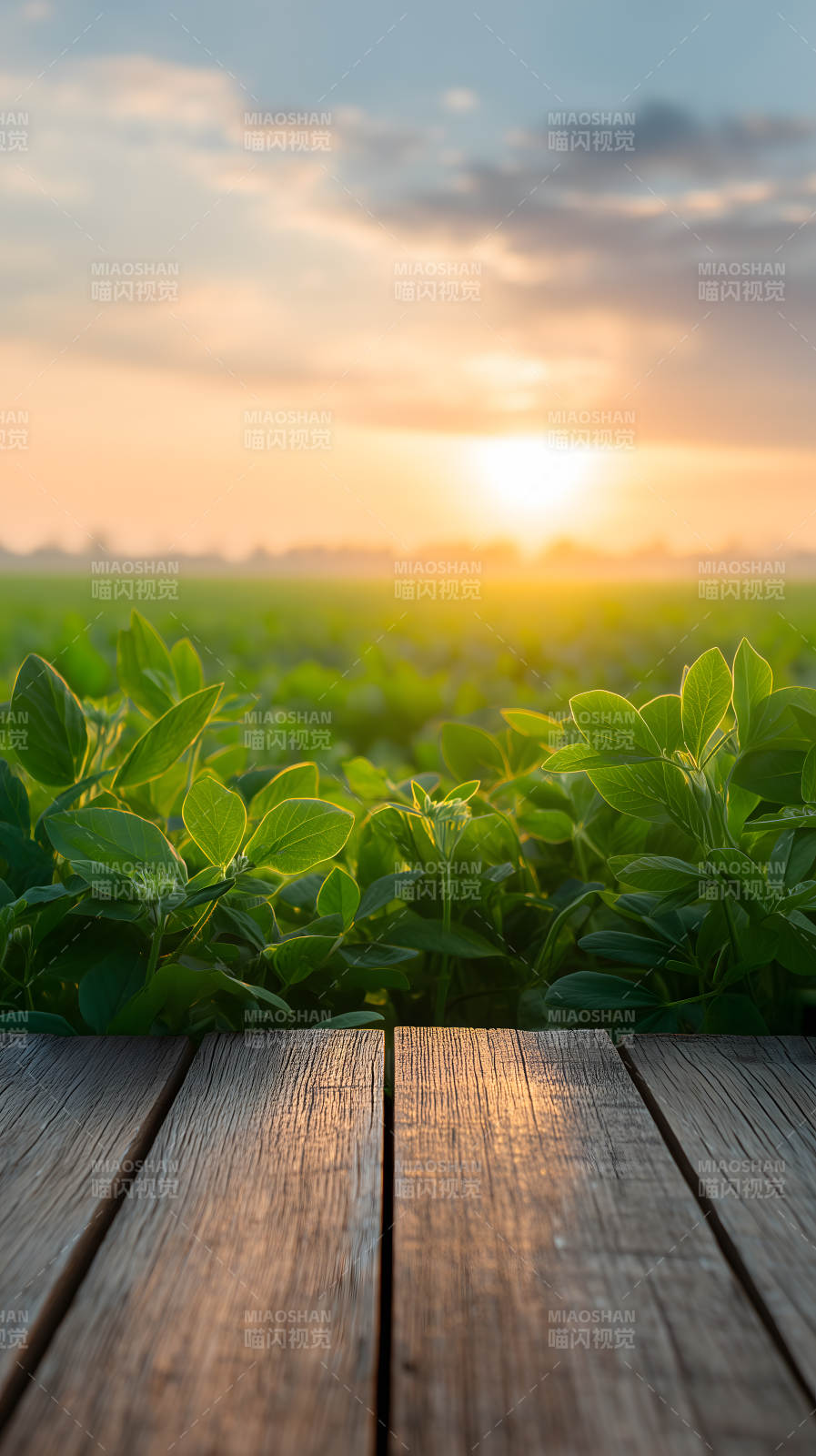 田园风光阳光普照-图片