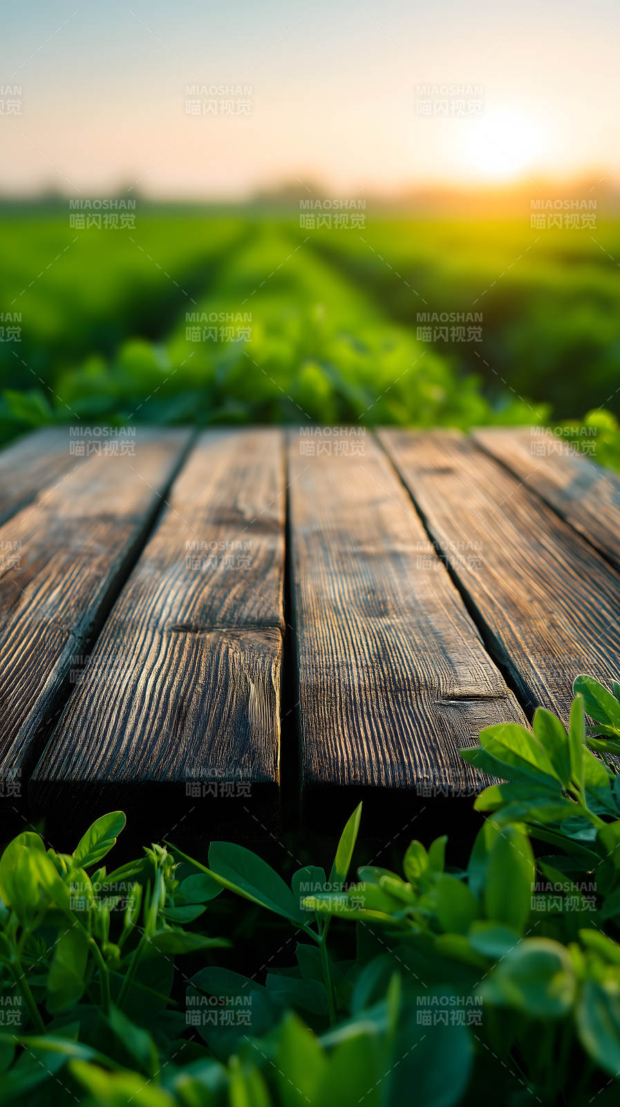 木桌田野阳光景色-图片