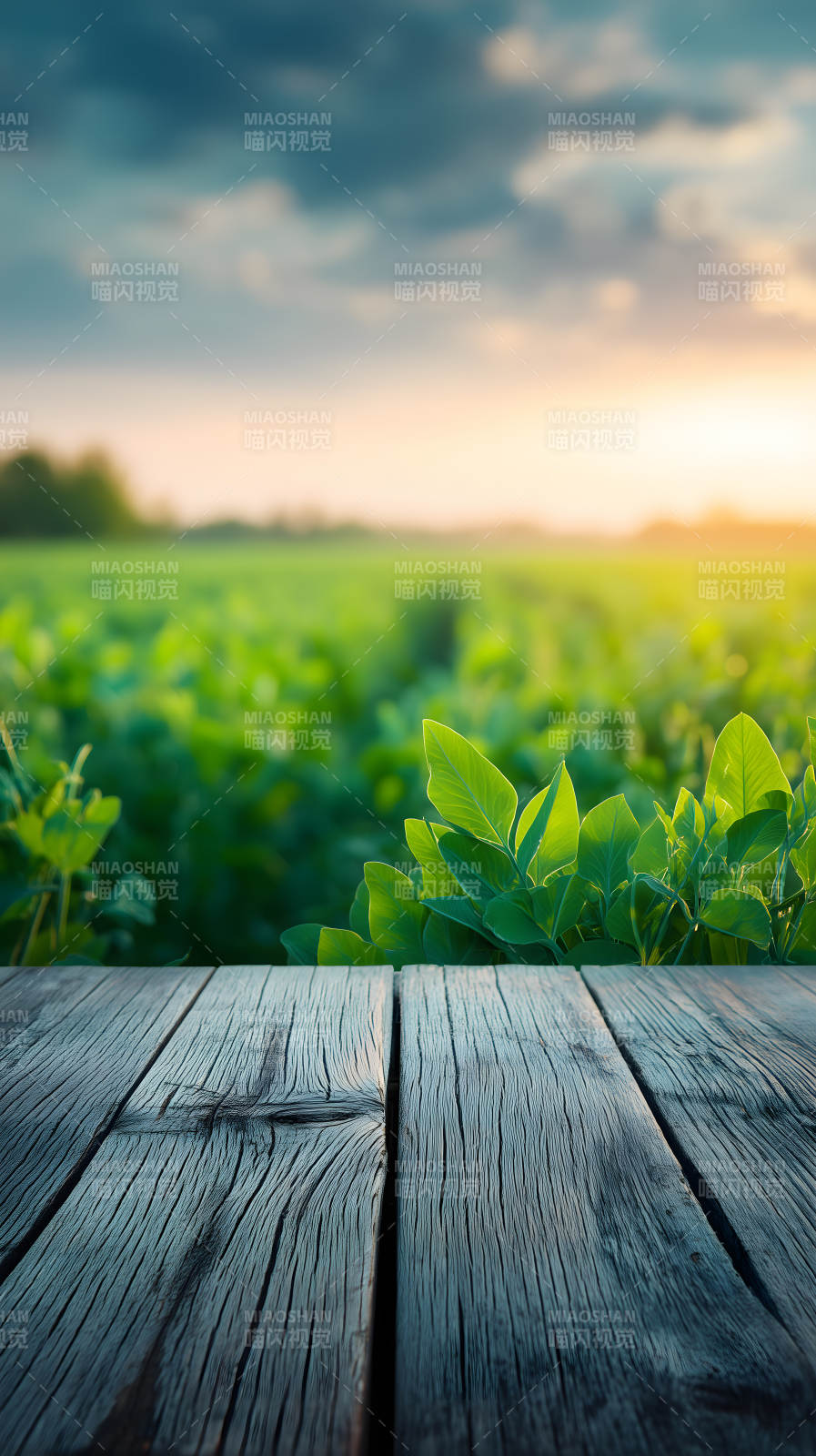 田园风光木板夕阳-图片