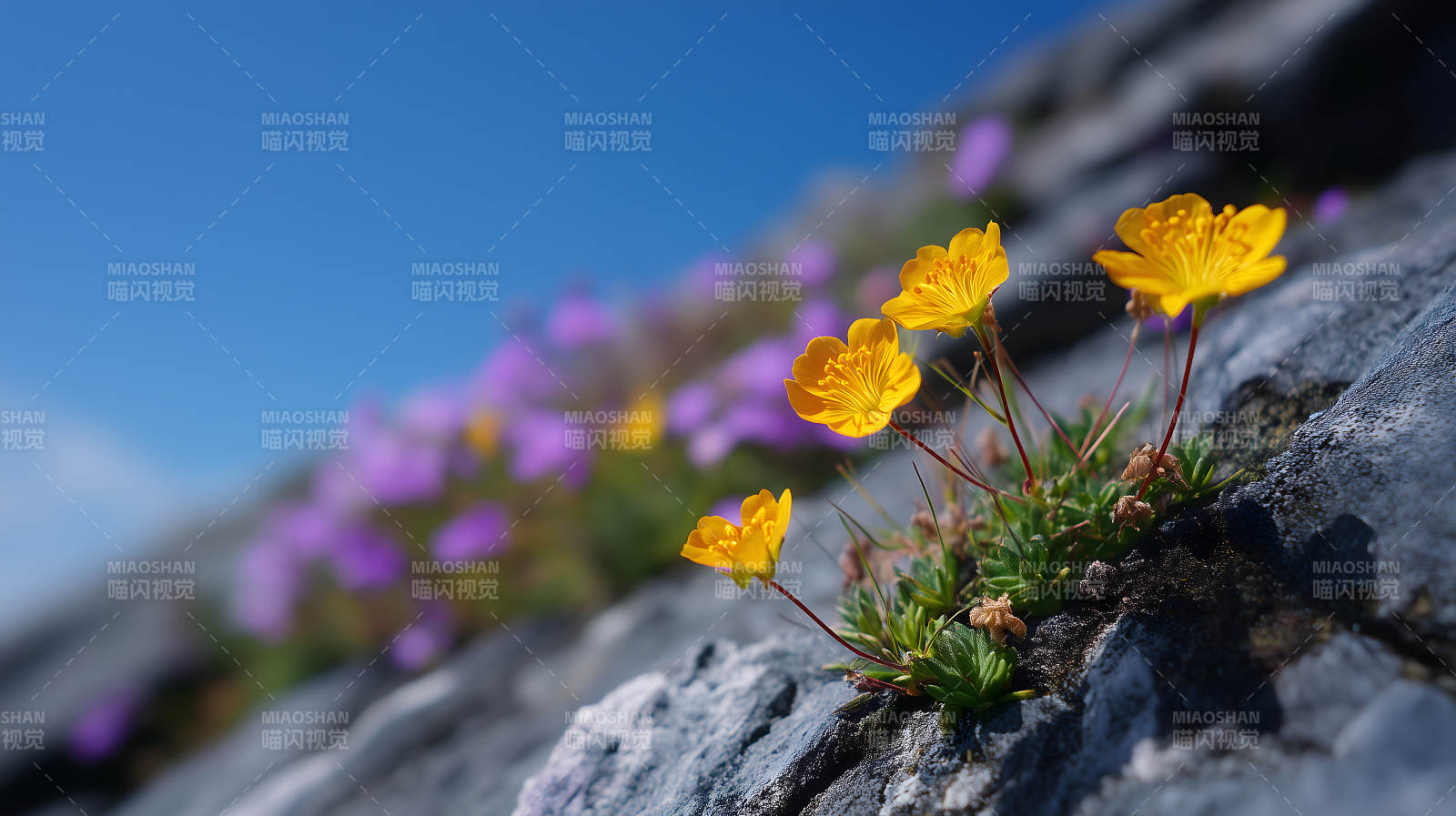 巖石上的黃色花朵-圖片