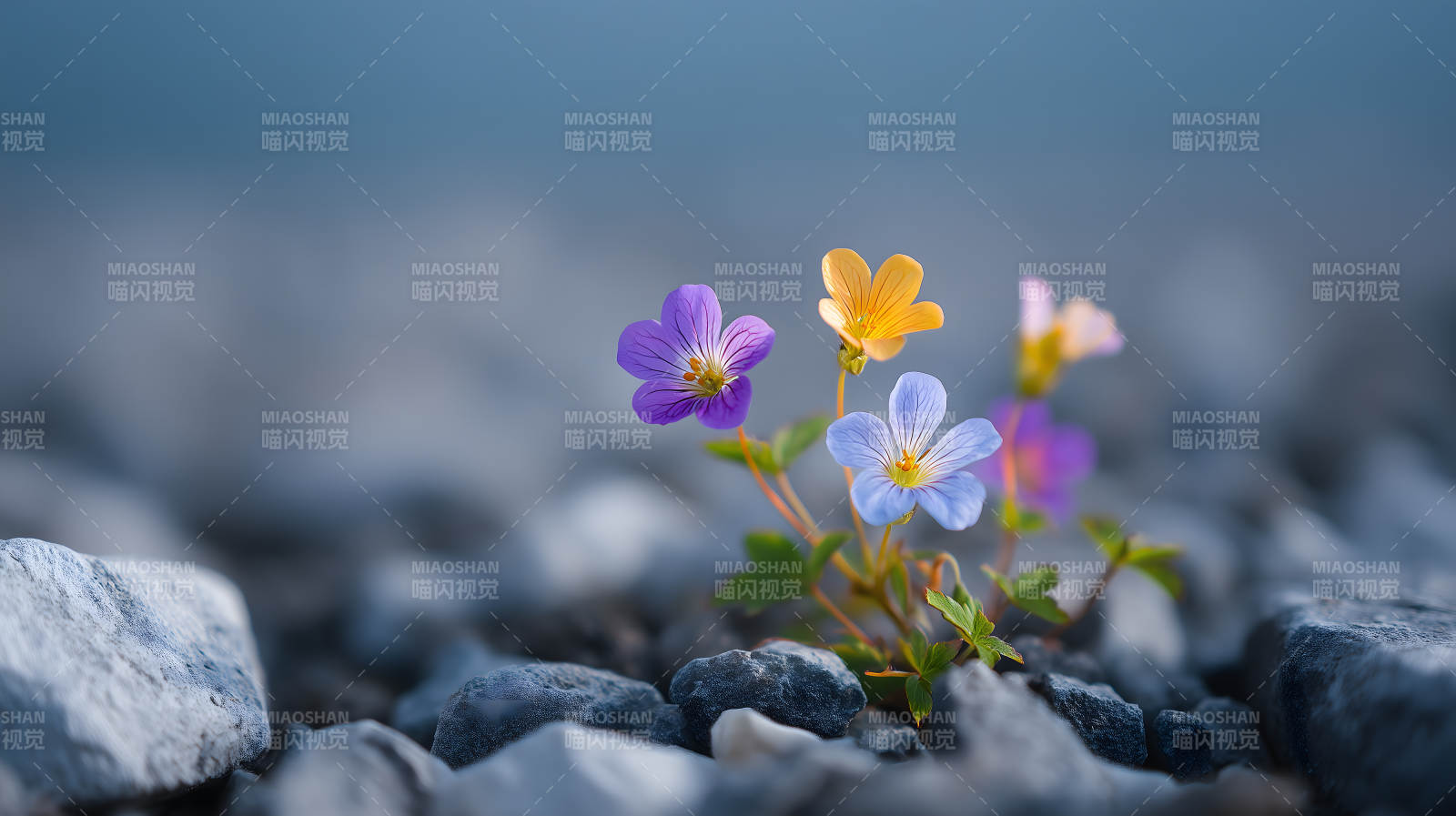 花朵頑強綻放巖石中-圖片