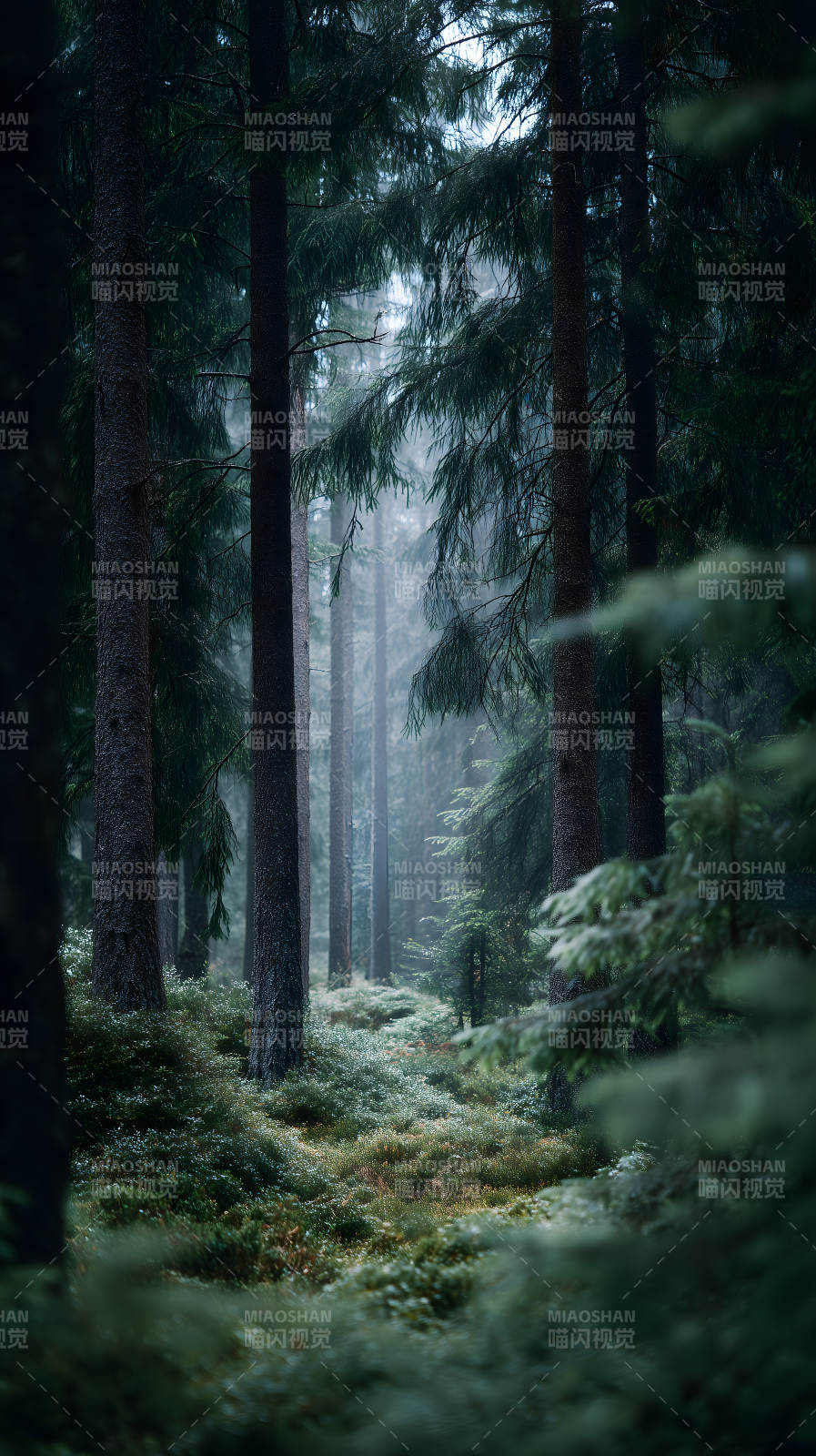 幽深森林薄霧籠罩-圖片