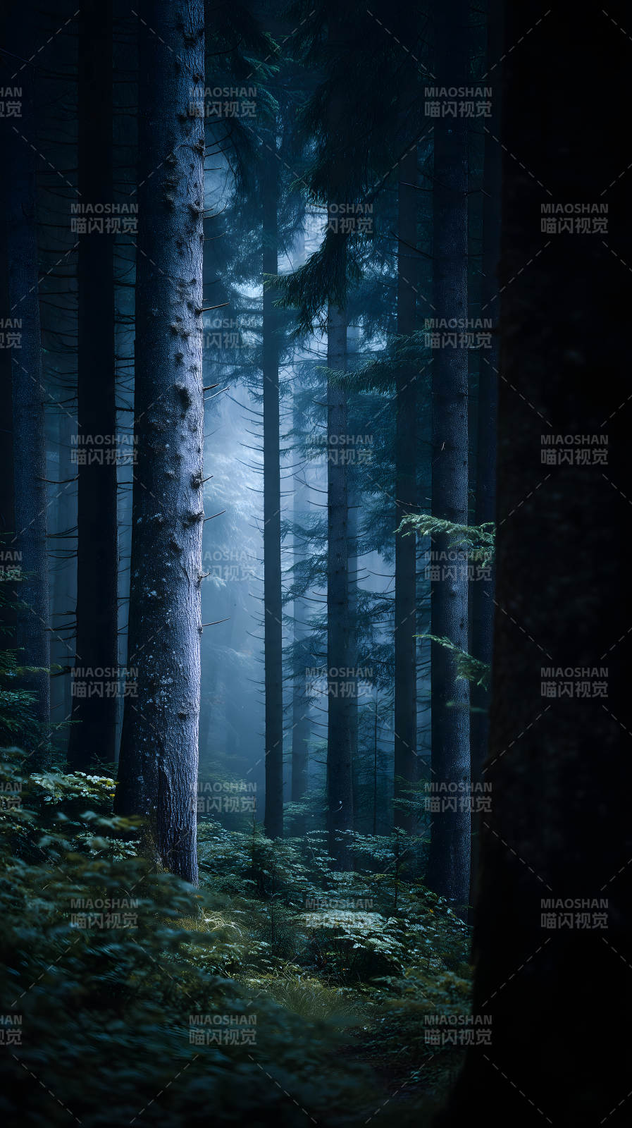 幽暗森林迷霧籠罩-圖片