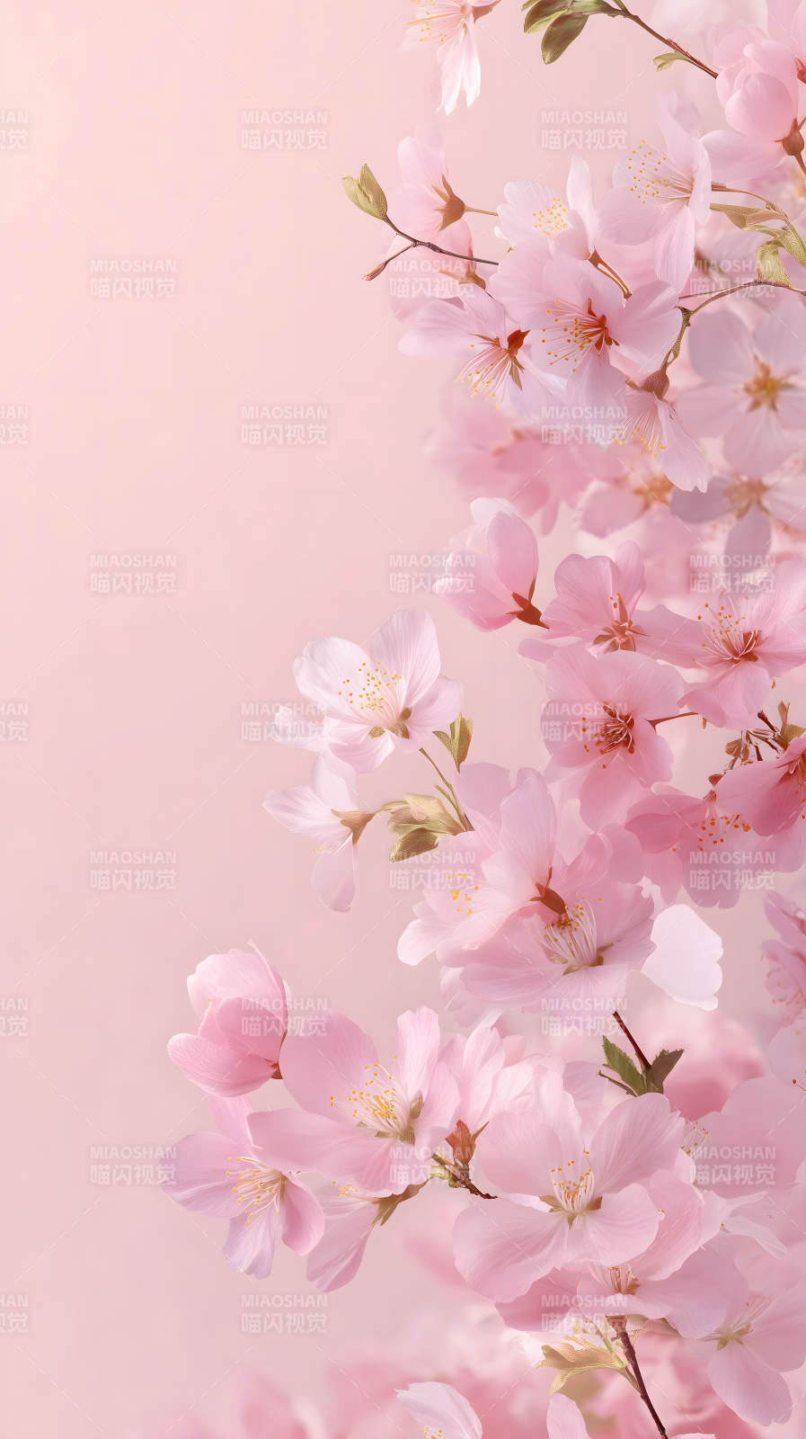 粉色櫻花唯美意境-圖片