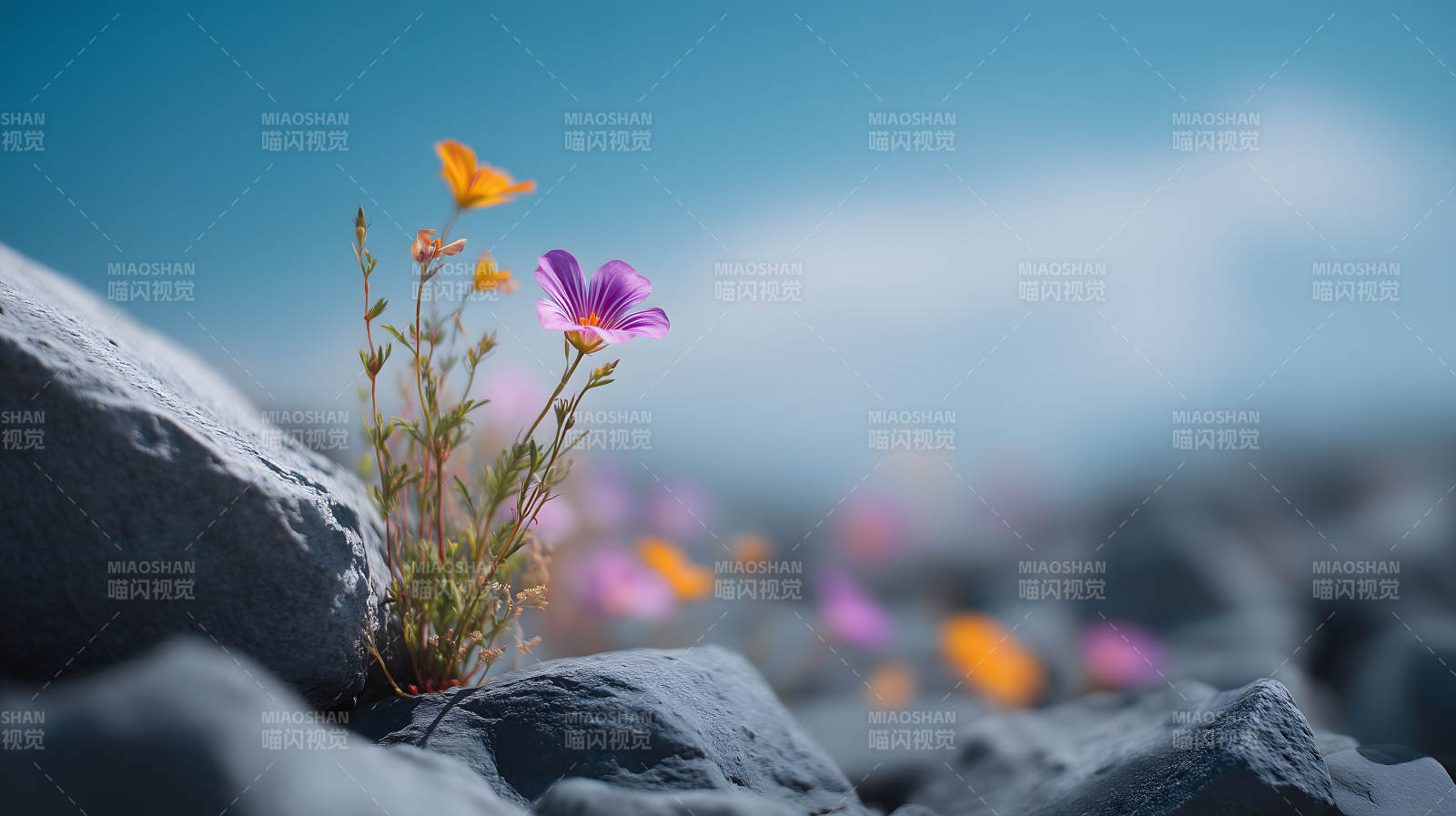 花朵巖石綻放生命力-圖片