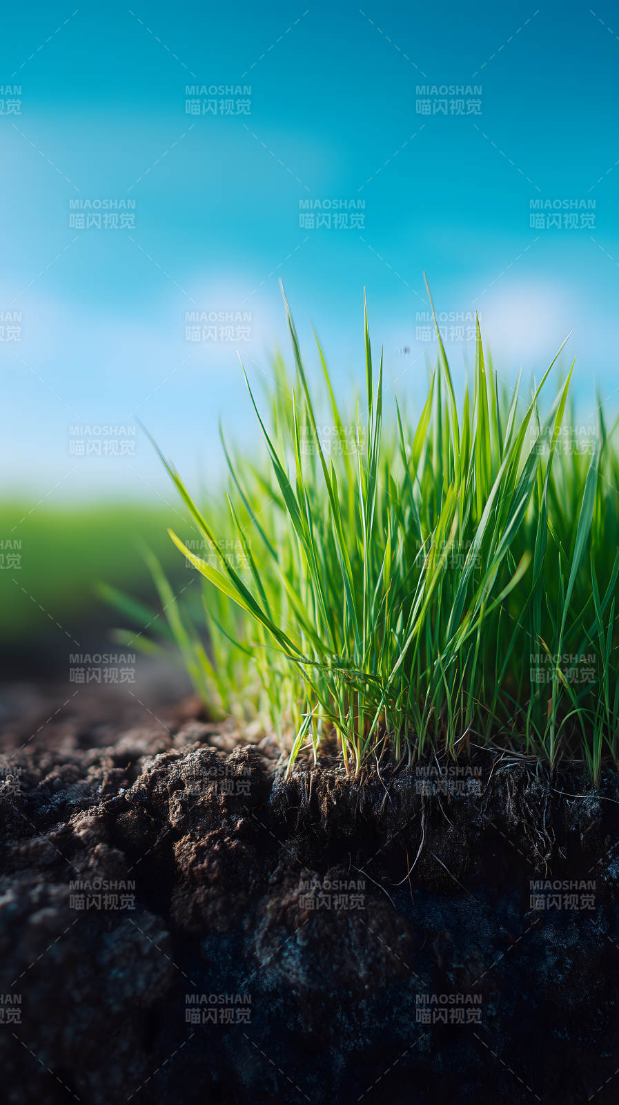 綠草藍天陽光明媚-圖片