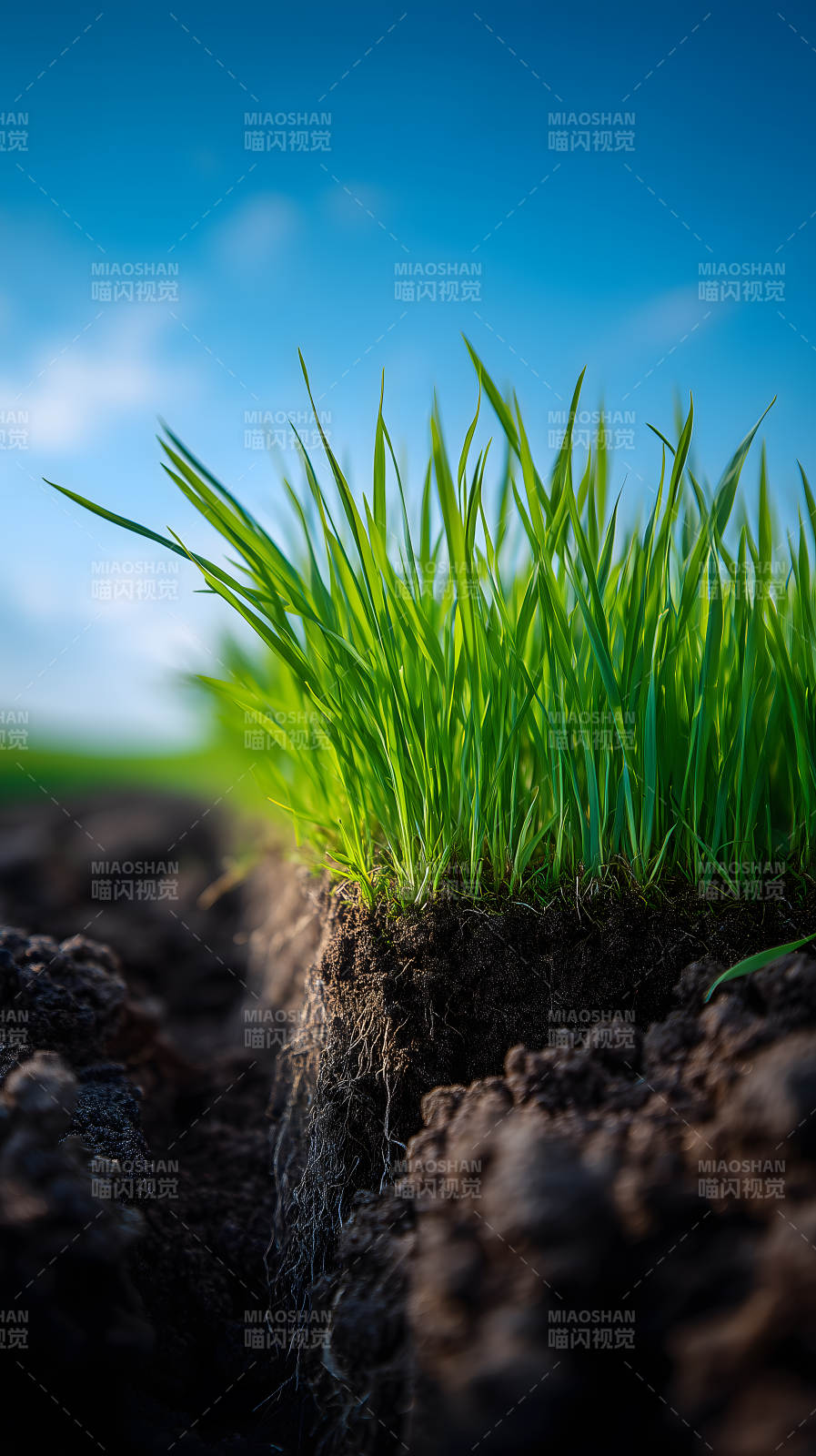 綠草土壤藍(lán)天-圖片