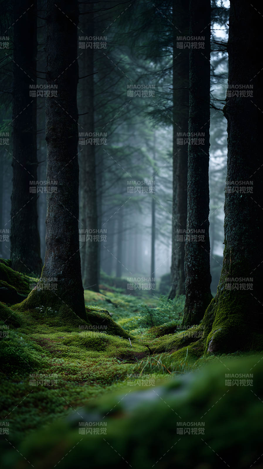 森林迷霧樹影婆娑-圖片