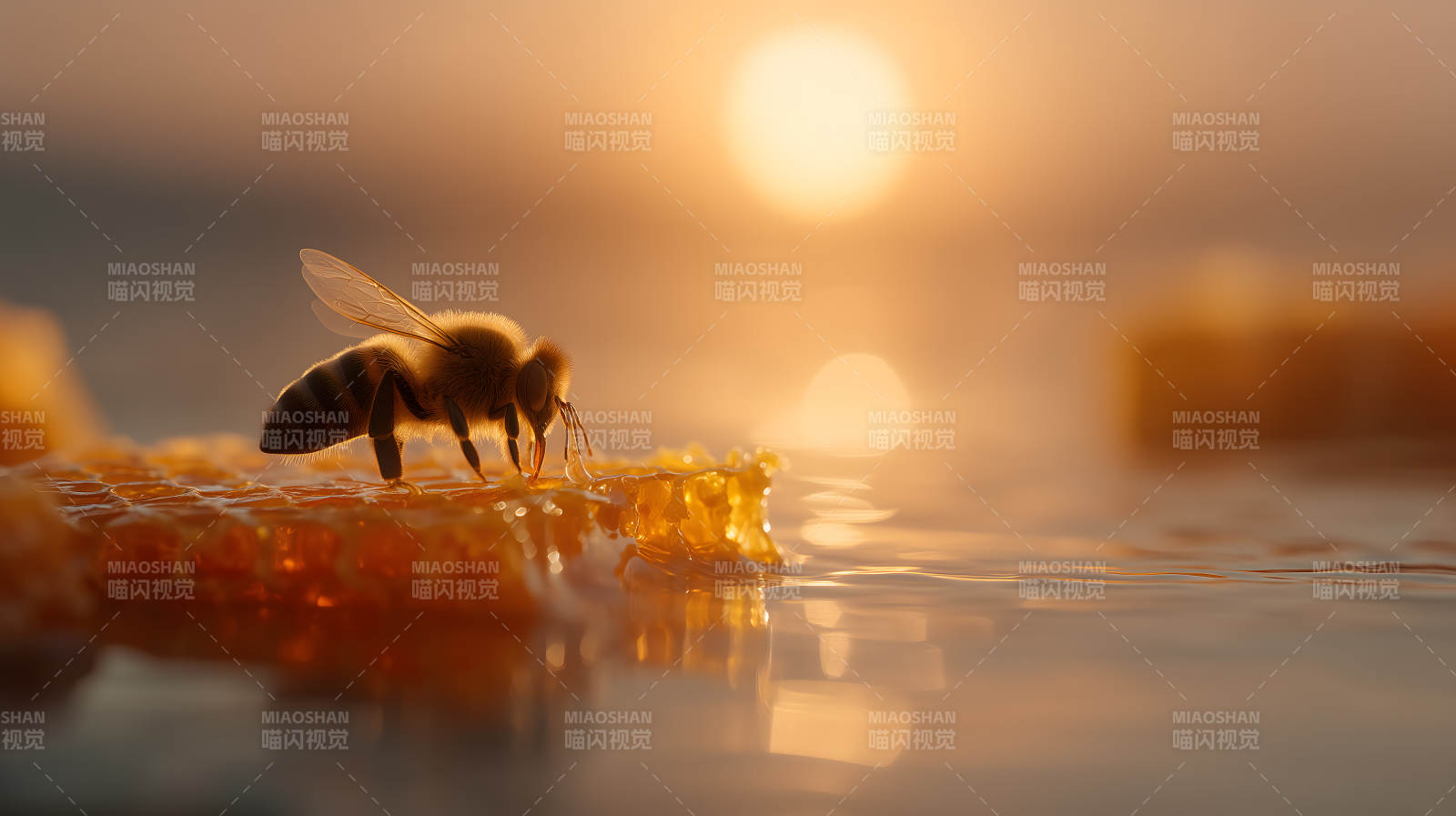 蜜蜂采蜜夕陽美景-圖片