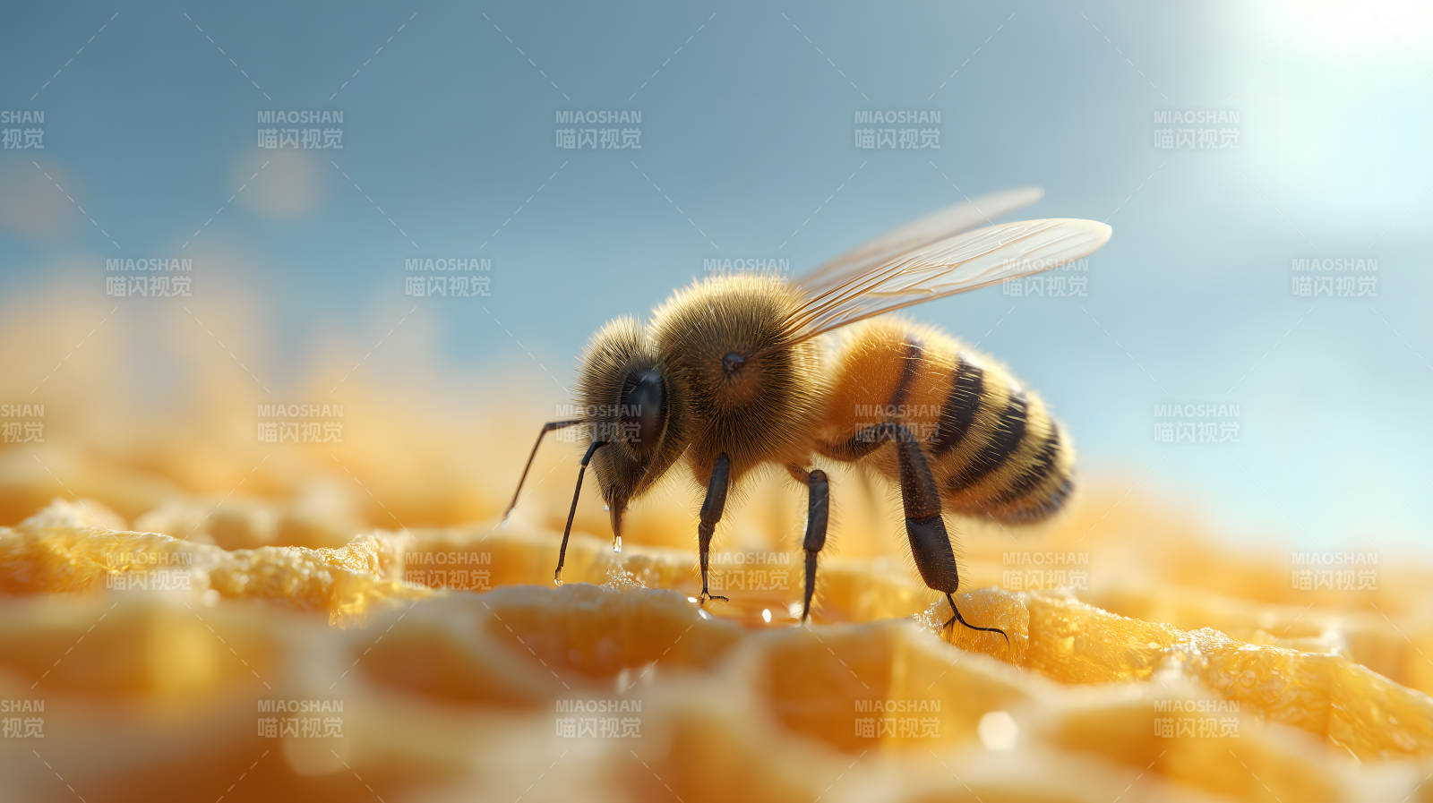 蜂巢上的蜜蜂特寫-圖片