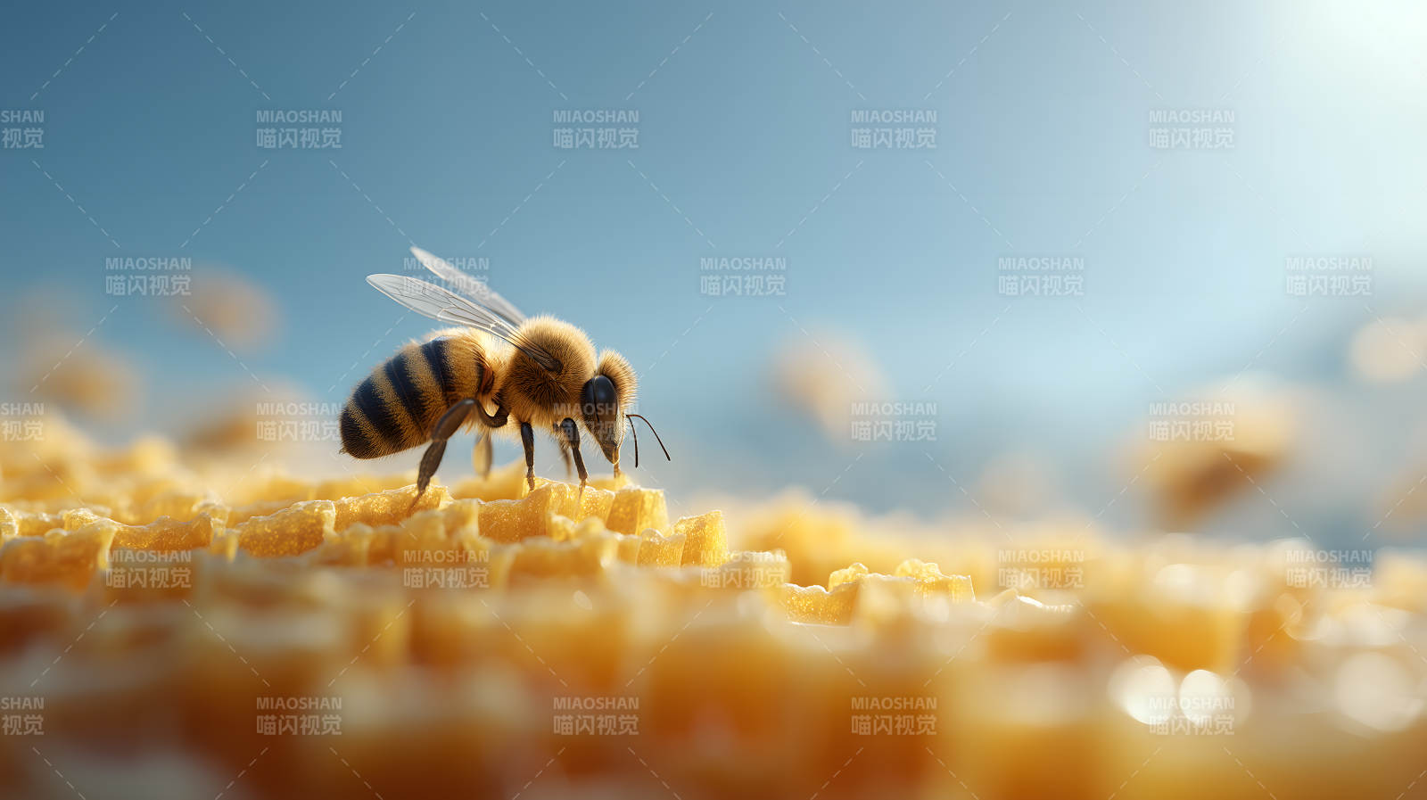 蜜蜂采蜜特寫-圖片