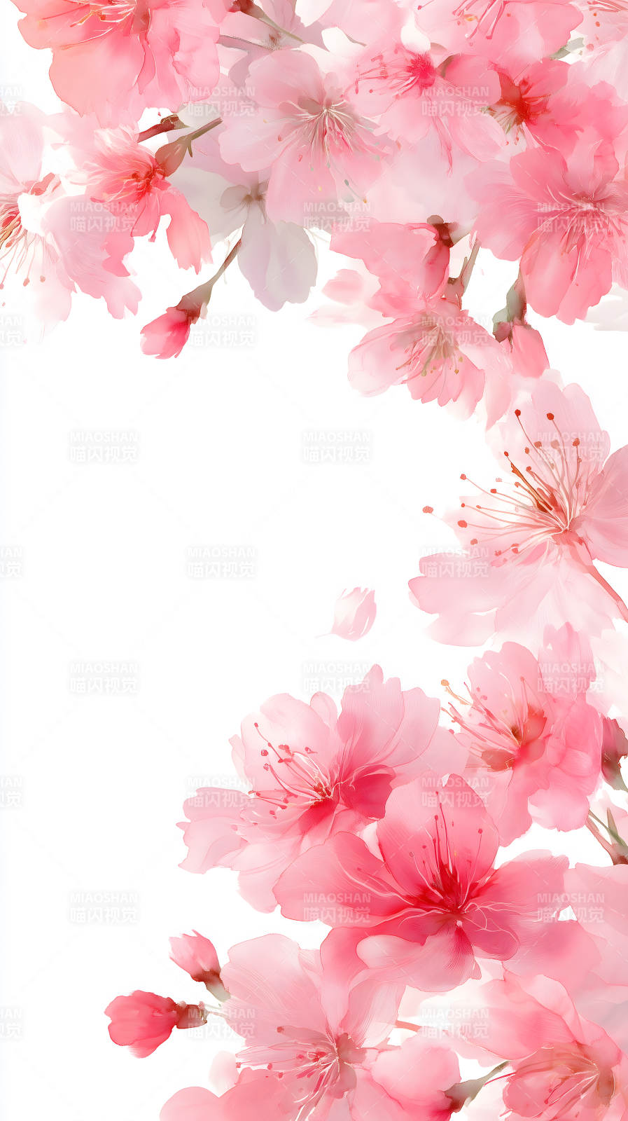 粉色櫻花盛開圖-圖片