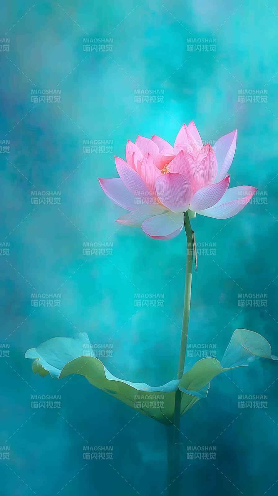 粉色蓮花綻放于藍綠色背景-圖片