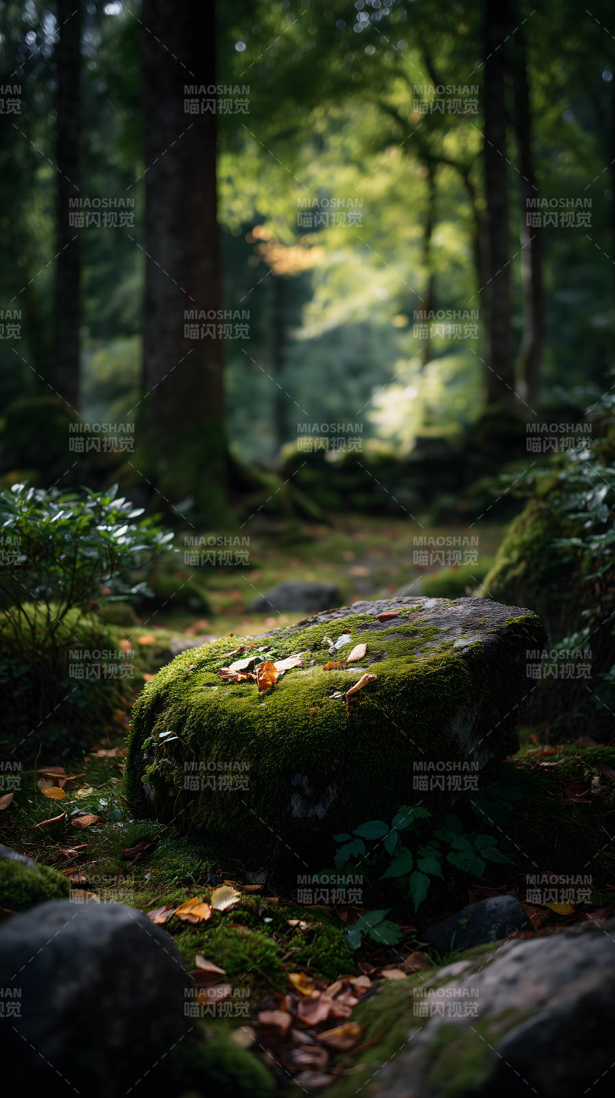 森林中的巖石苔蘚與落葉-圖片