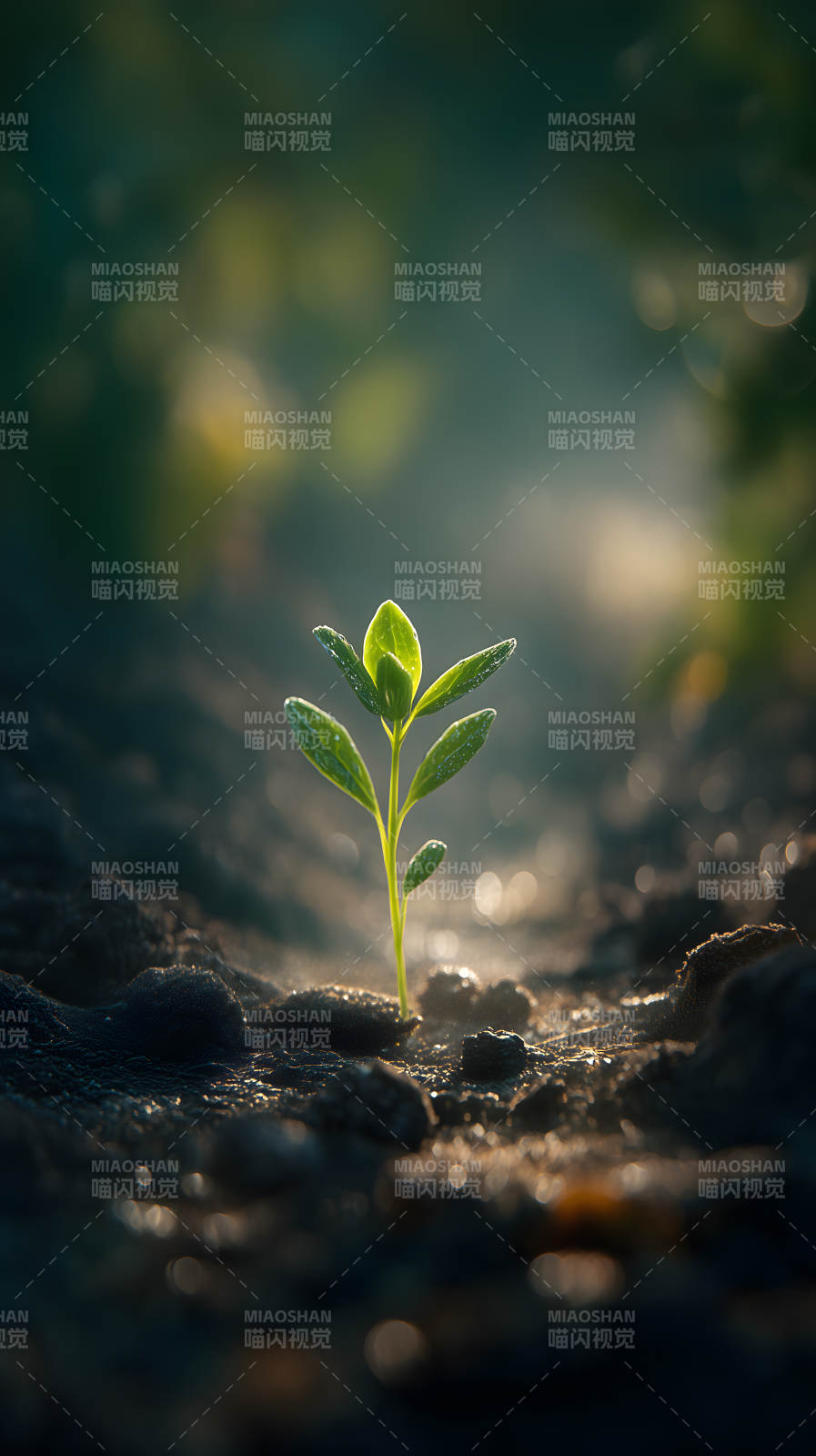 嫩芽破土生機(jī)勃勃-圖片