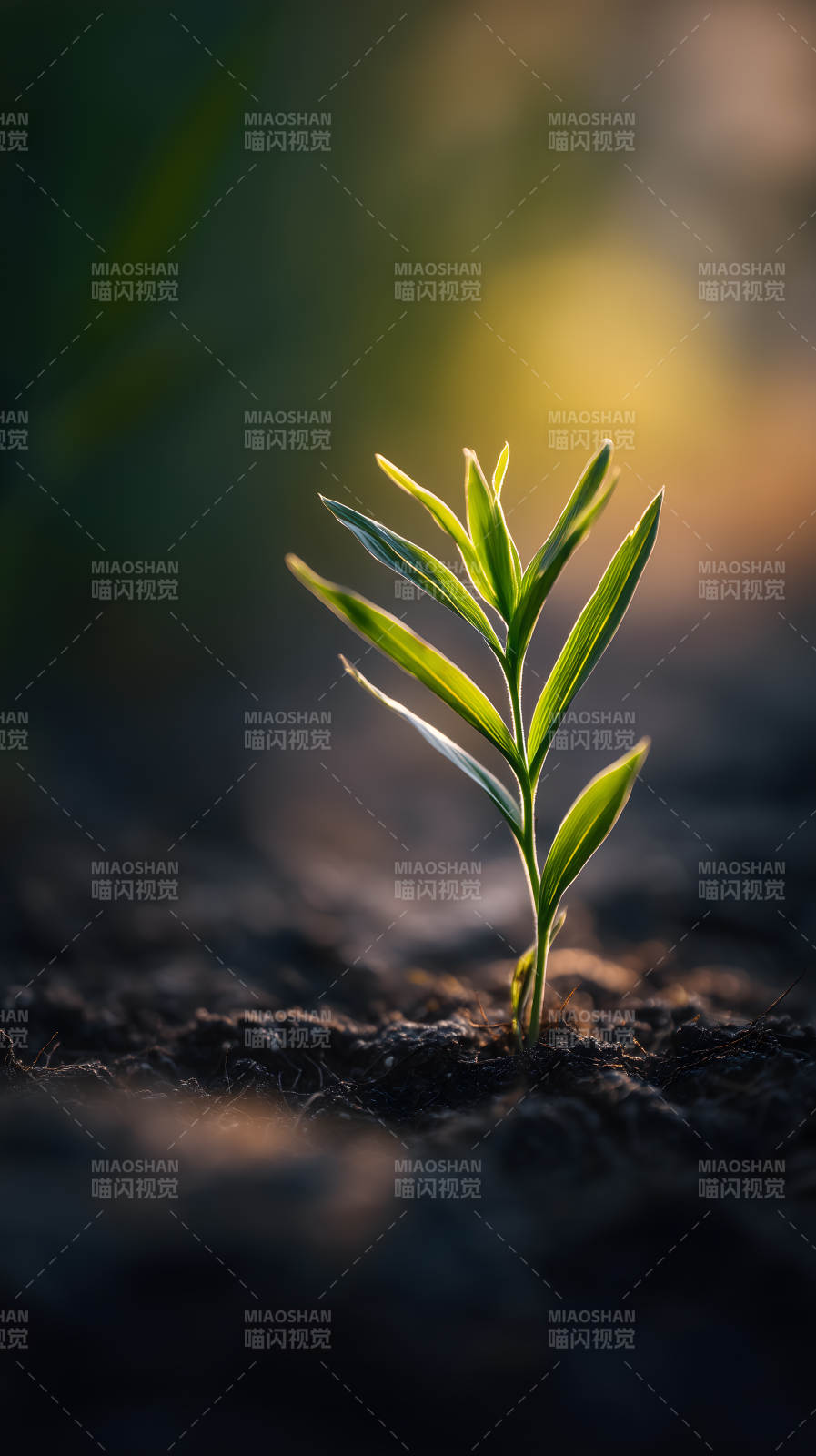 嫩芽破土而出充滿生機-圖片