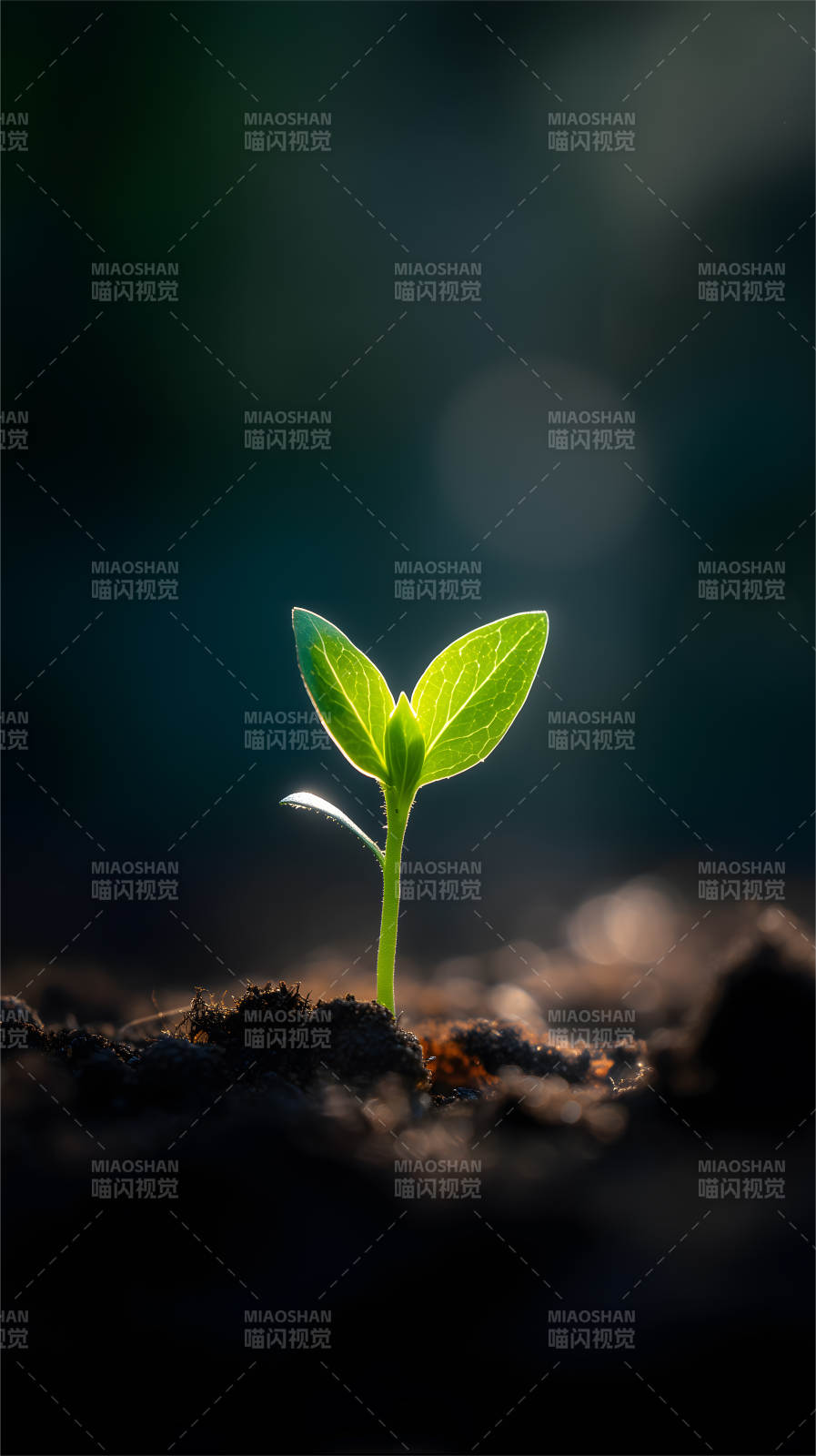 綠芽破土而出希望-圖片