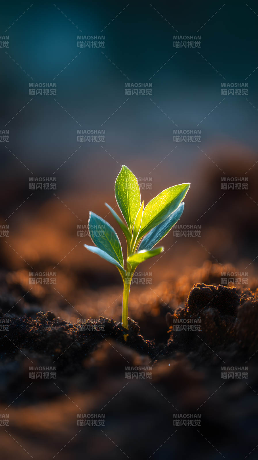 嫩芽破土新生希望之光-圖片