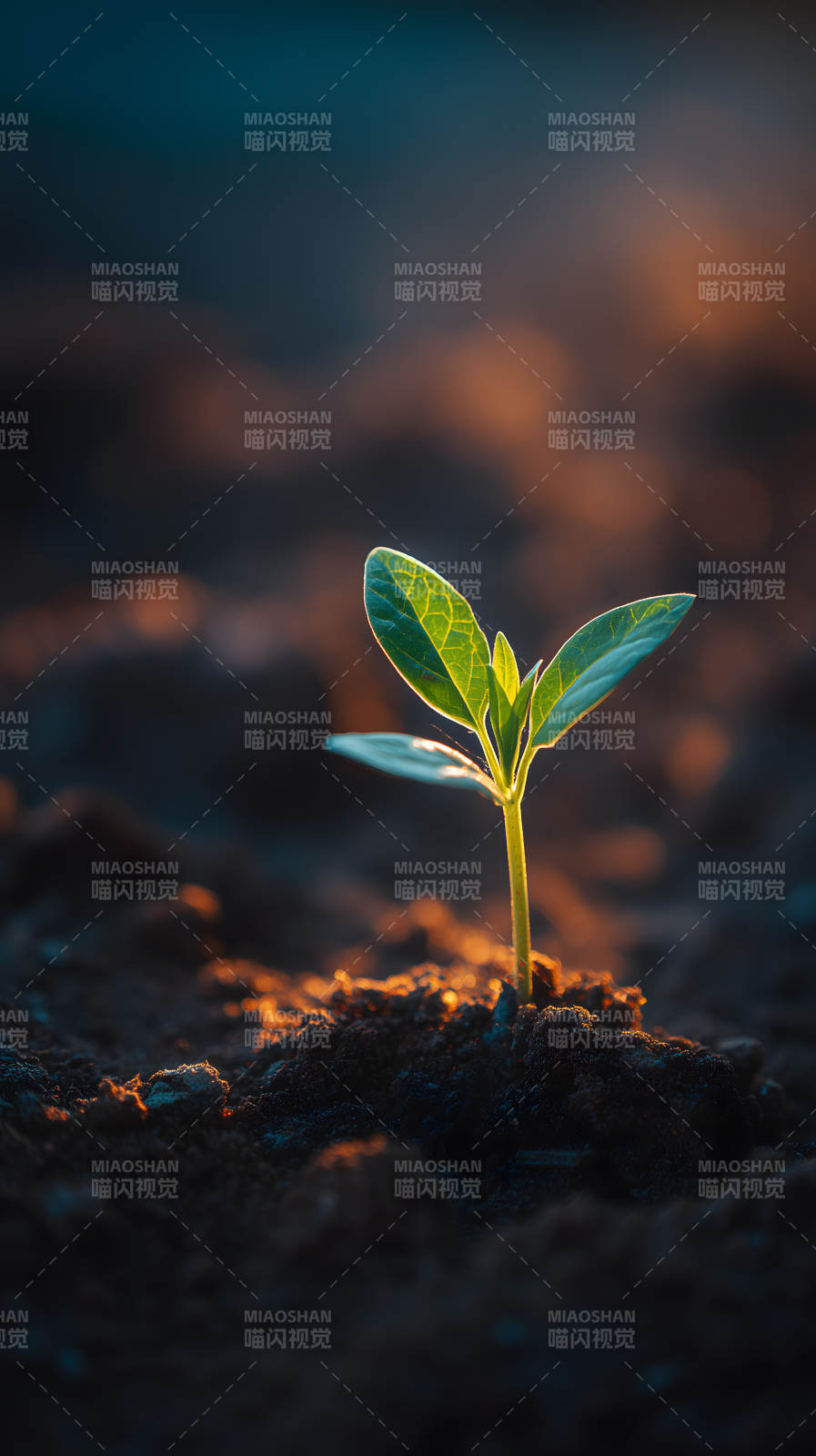 嫩芽破土而出生機勃勃-圖片