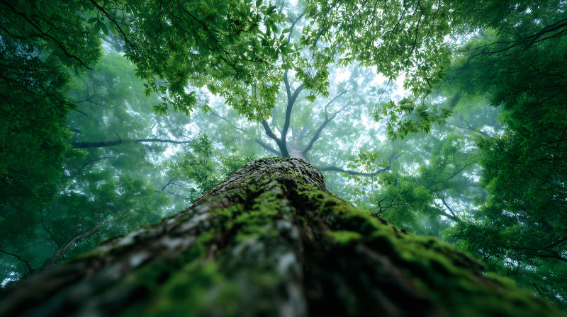 仰視森林樹木枝葉茂盛-圖片