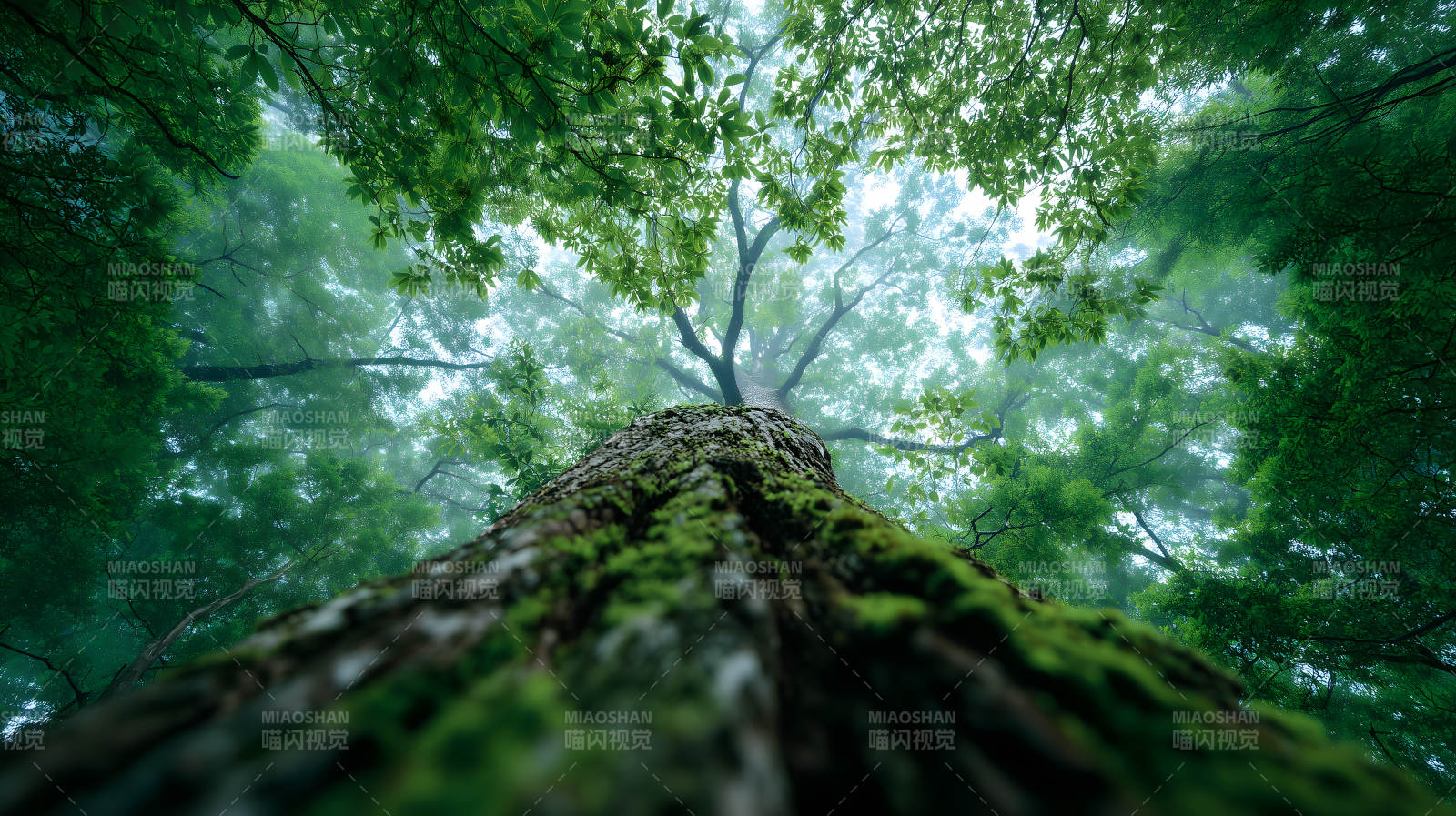 仰視森林樹木枝葉茂盛-圖片