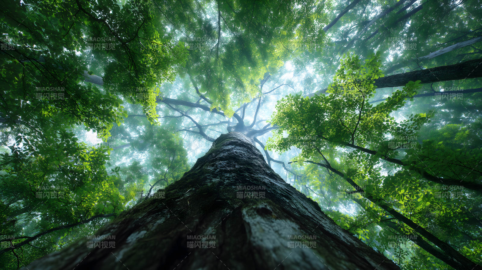 仰望森林樹木天空光線-圖片