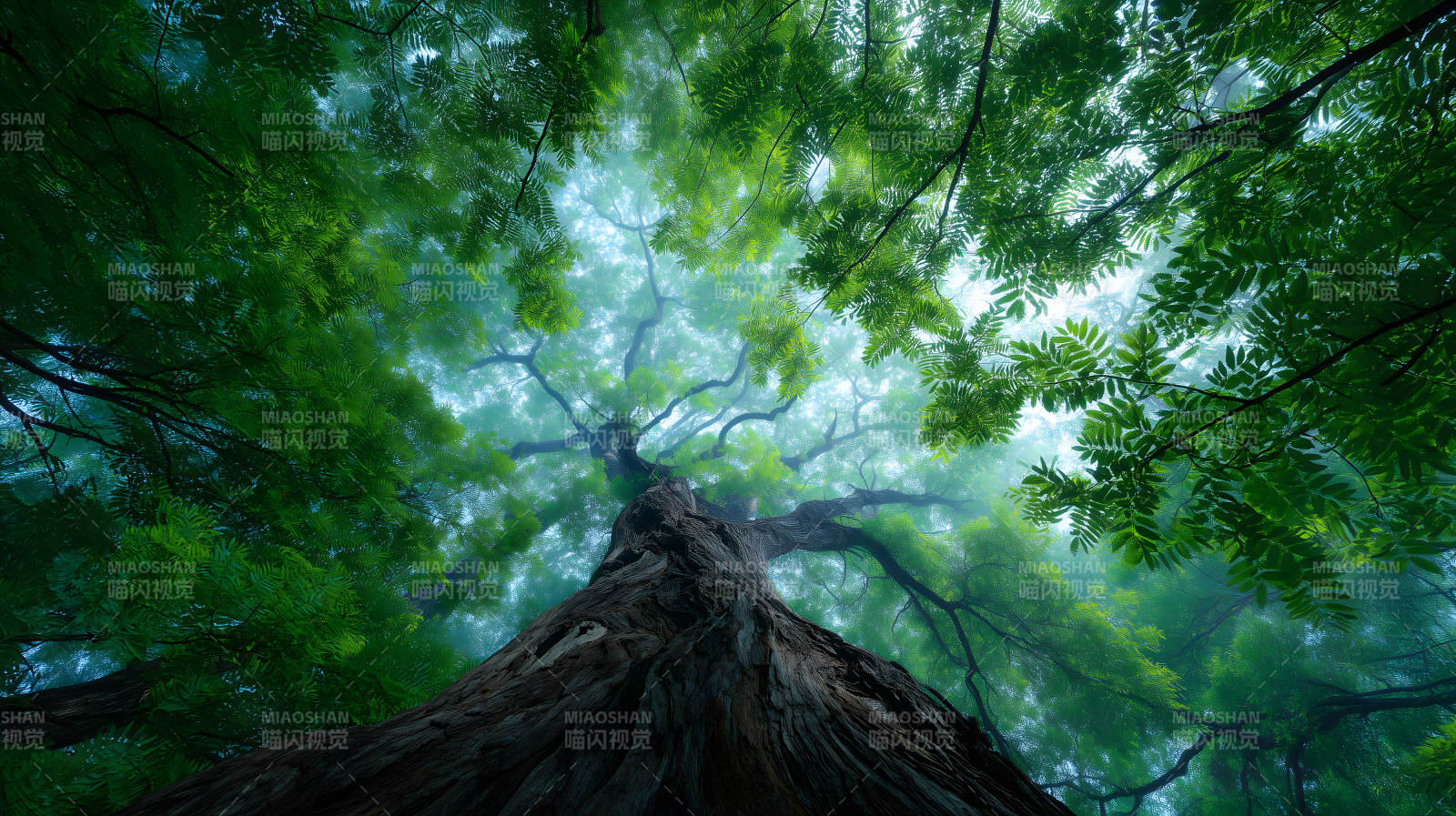 樹木視角仰望天空-圖片