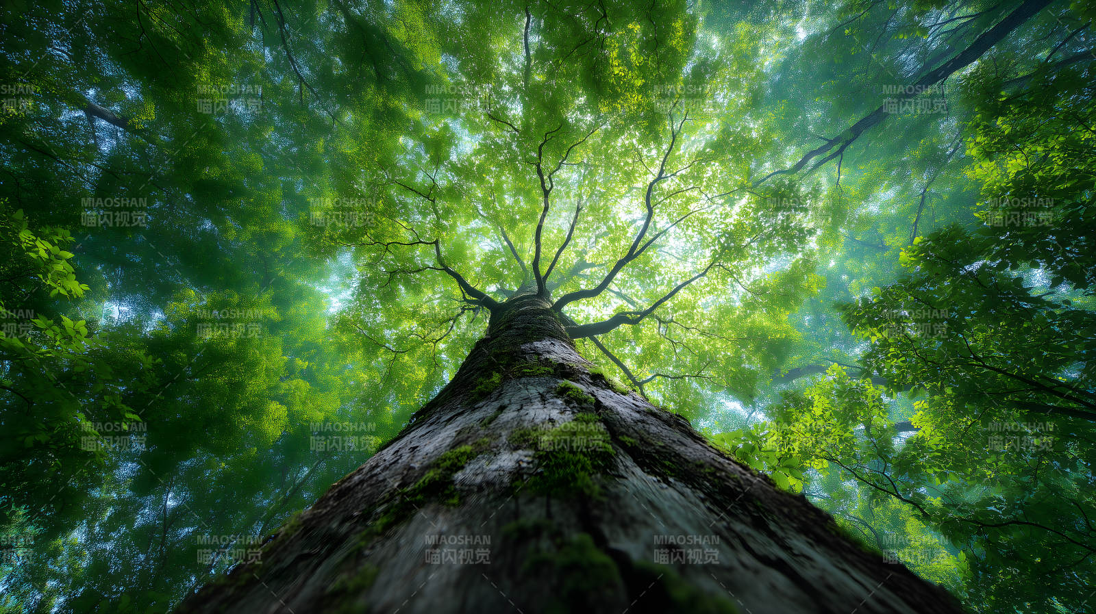 仰望森林巨樹陽光灑落-圖片