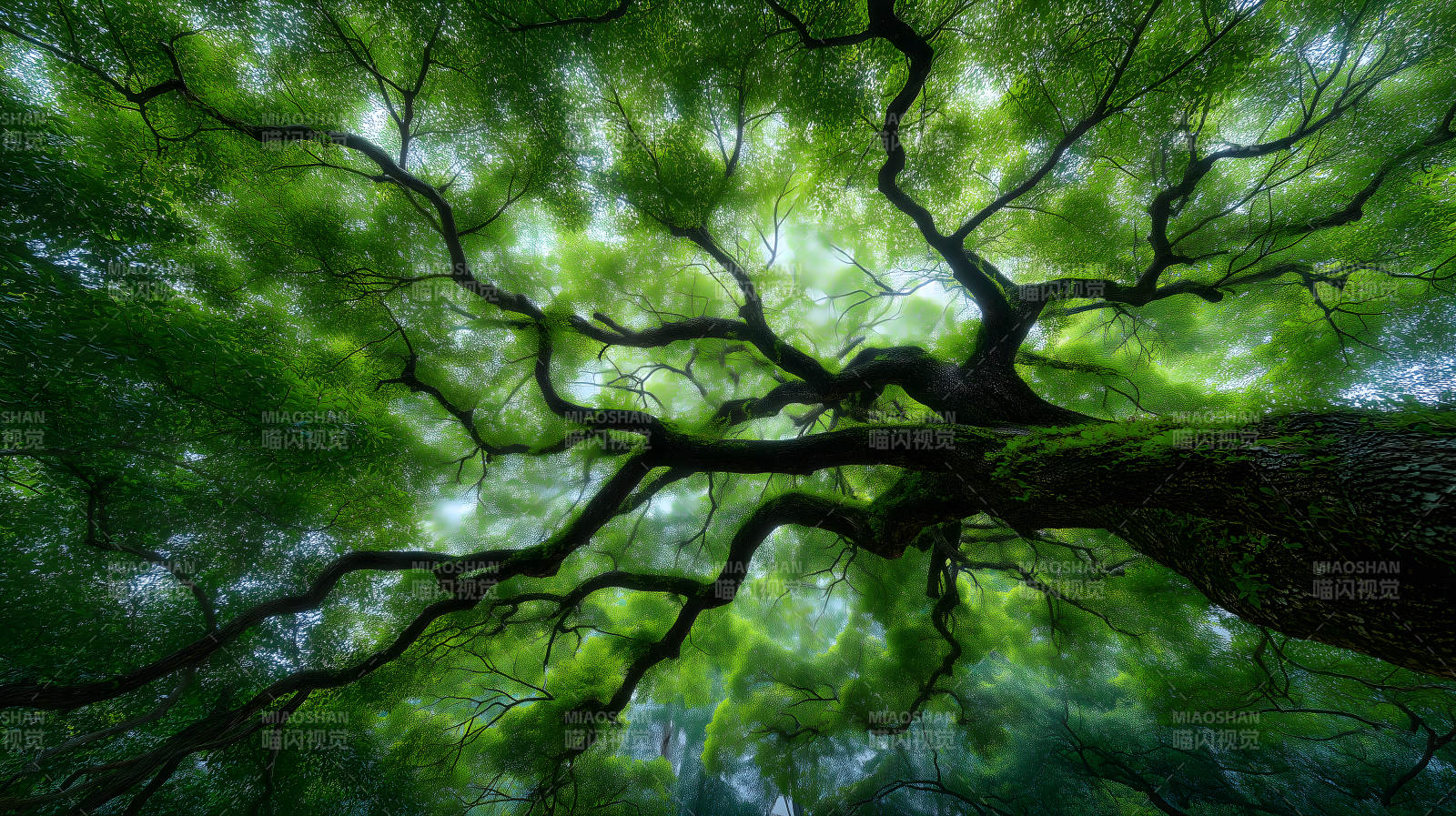 俯瞰綠樹枝繁葉茂-圖片