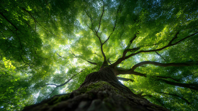 仰望參天大樹綠意盎然-圖片