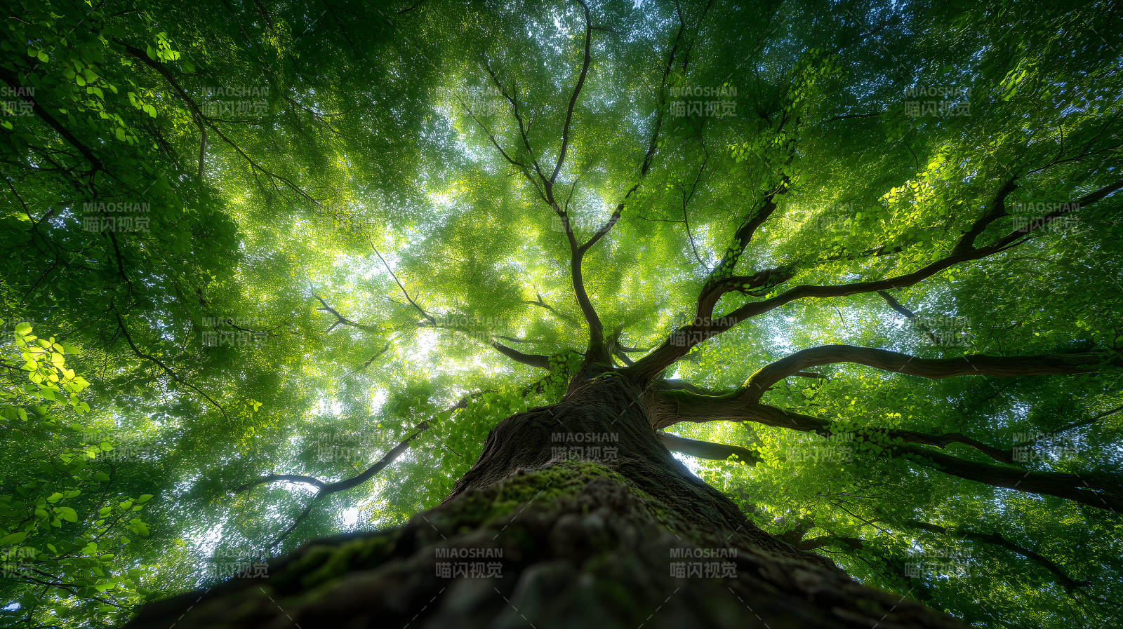 仰望參天大樹綠意盎然-圖片